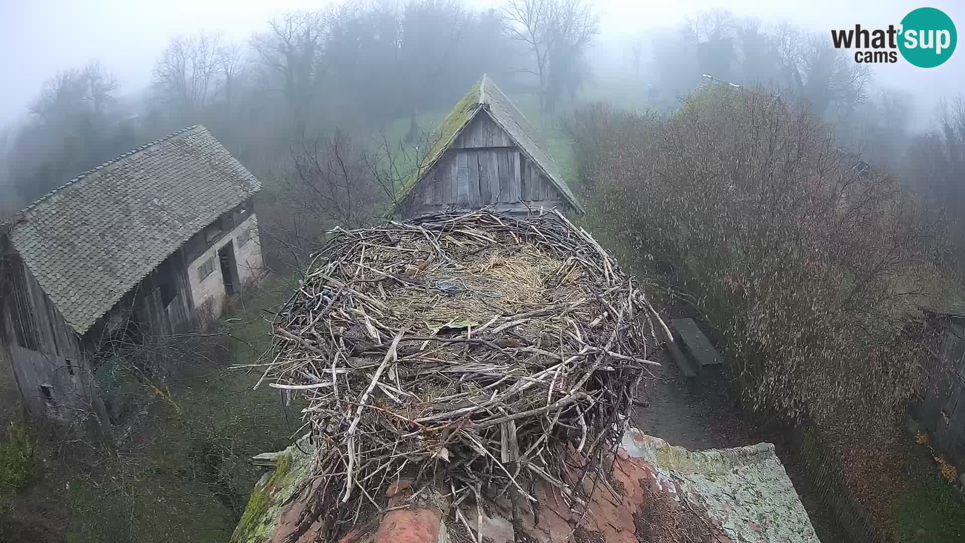 Webcam Europäisches Storchendorf – Naturpark Lonjsko polje