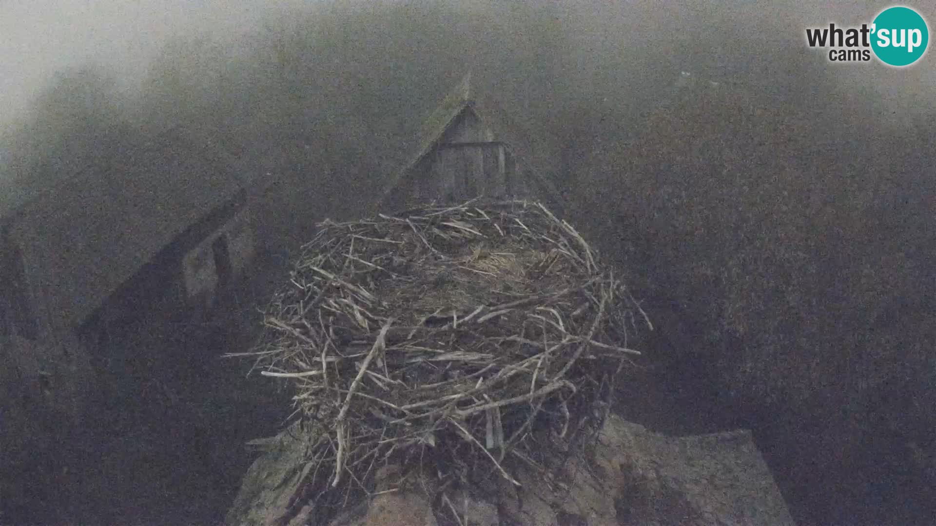 Pueblo europeo de cigüeñas camera en vivo Parque Natural Lonjsko polje