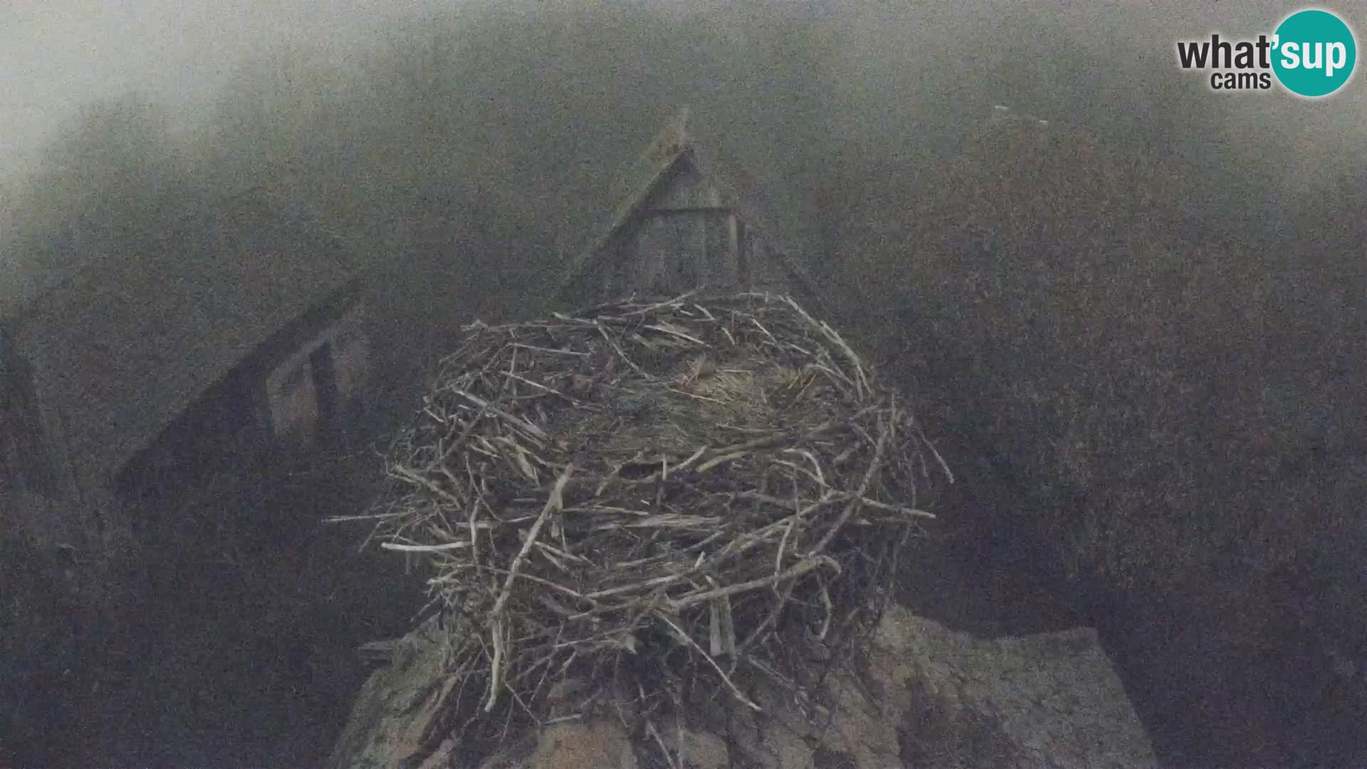 Pueblo europeo de cigüeñas camera en vivo Parque Natural Lonjsko polje
