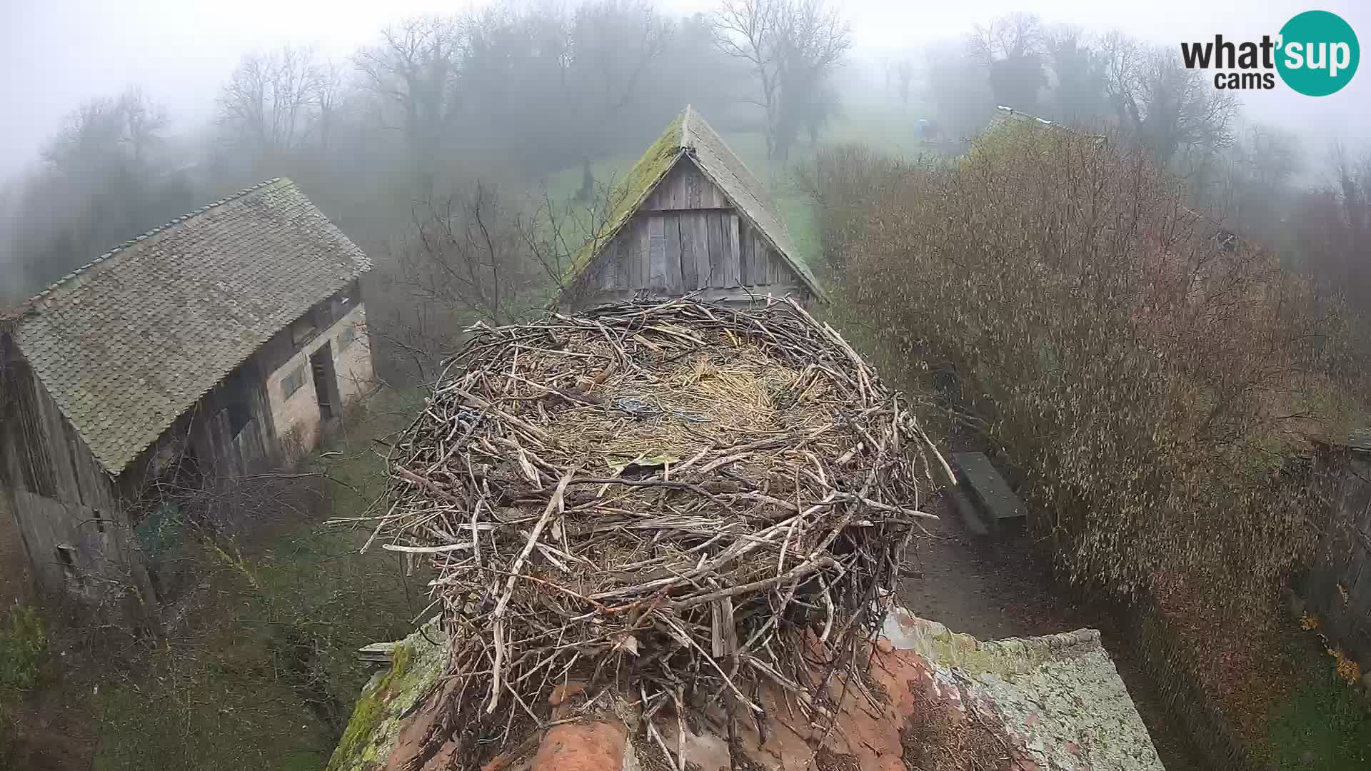 Village européen de cigognes webcam Parc naturel de Lonjsko polje