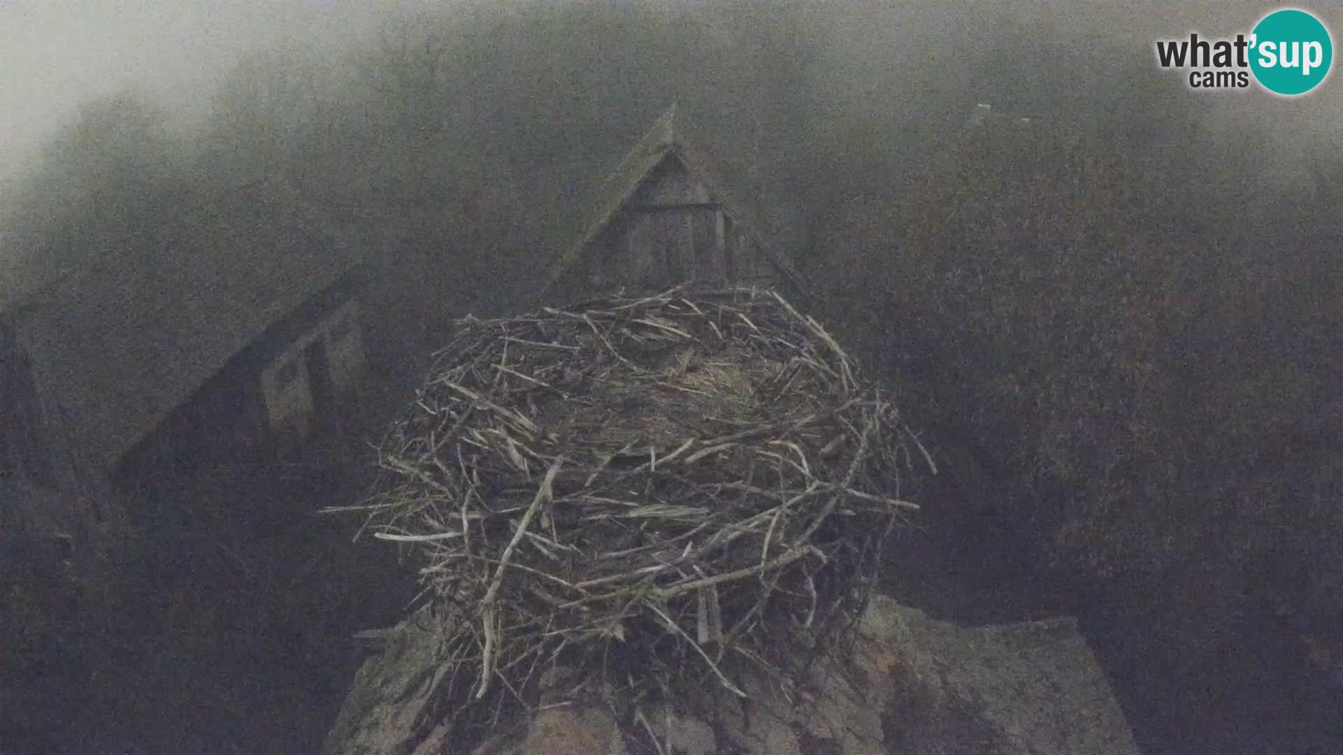 Villaggio delle cicogne europee webcam Parco naturale di Lonjsko polje