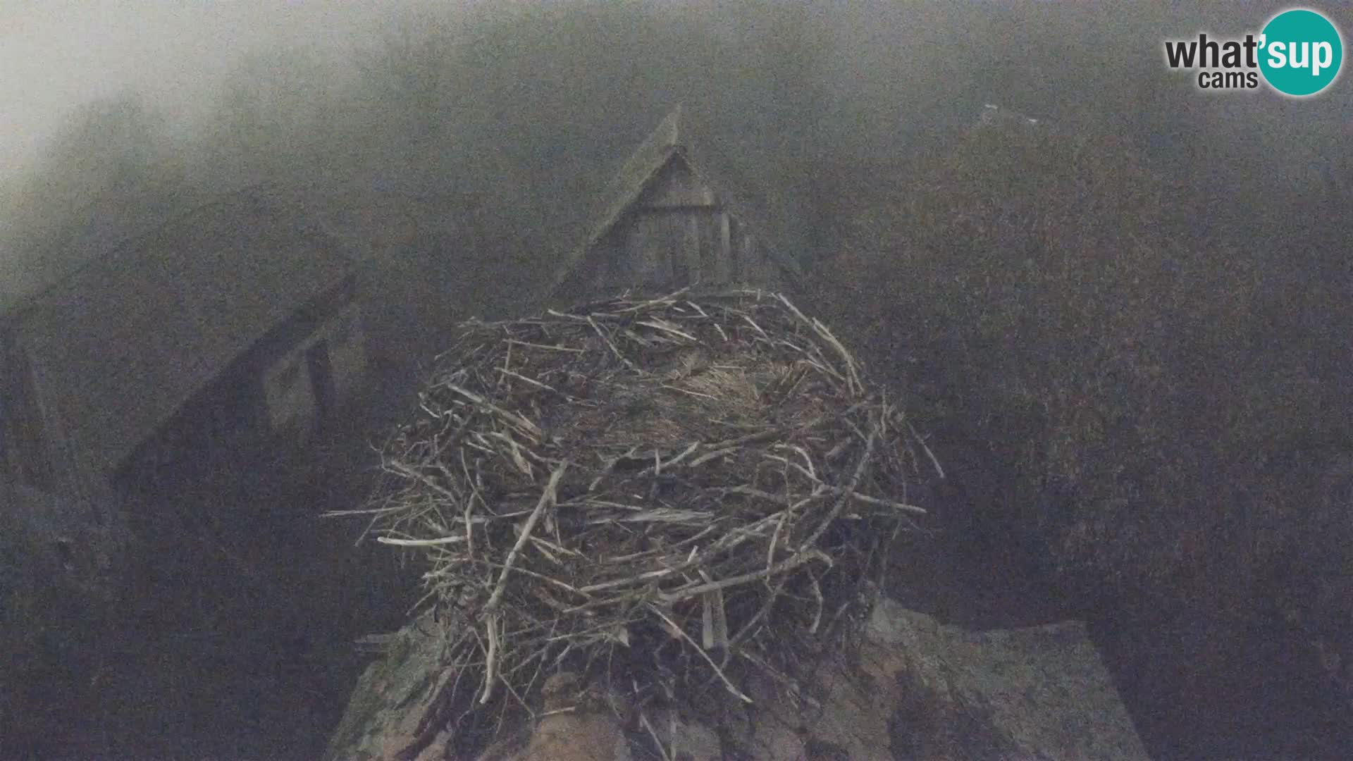 Villaggio delle cicogne europee webcam Parco naturale di Lonjsko polje