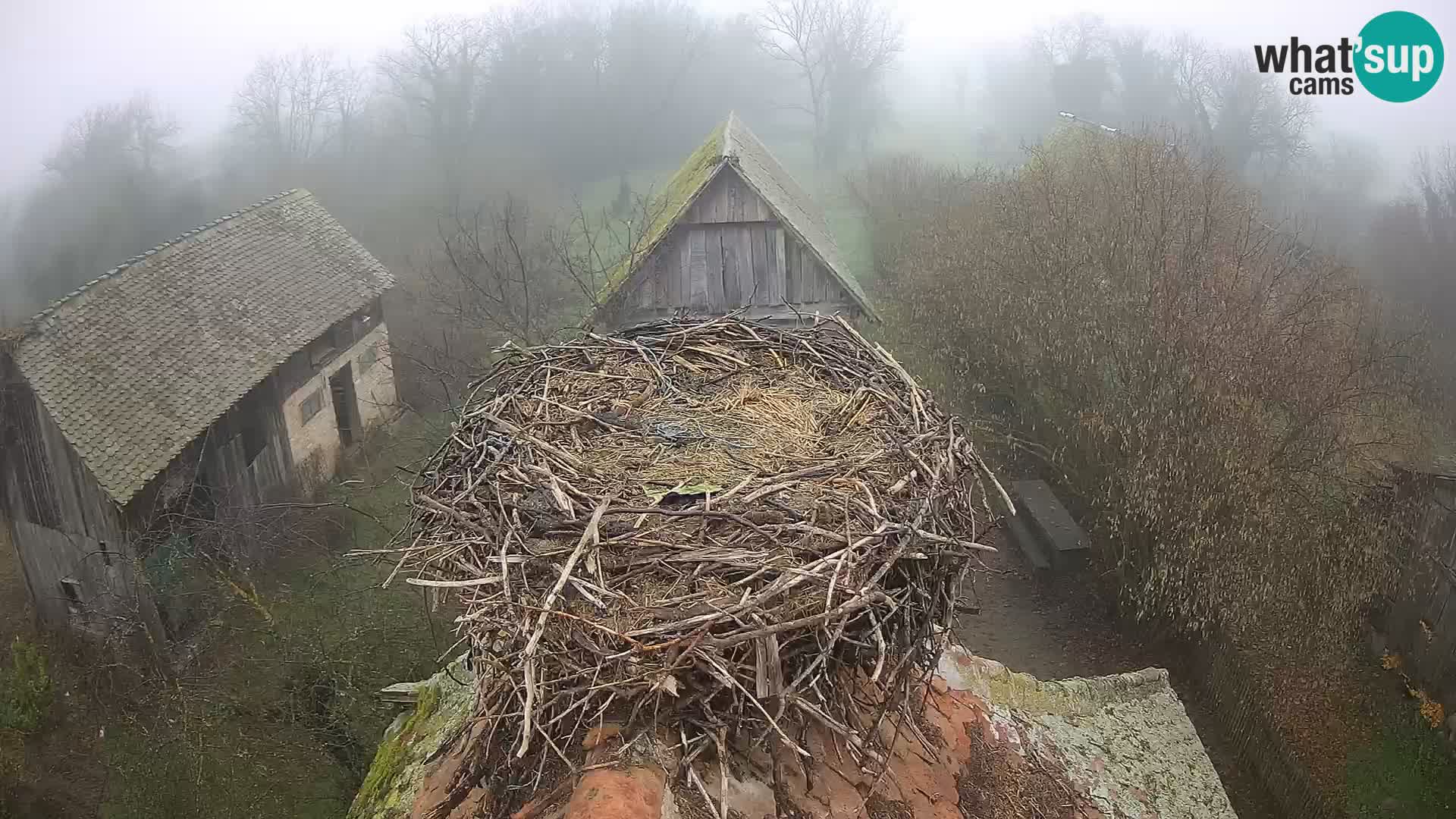 Evropska vas štorklje – Krajinski park Lonjsko polje spletna kamera