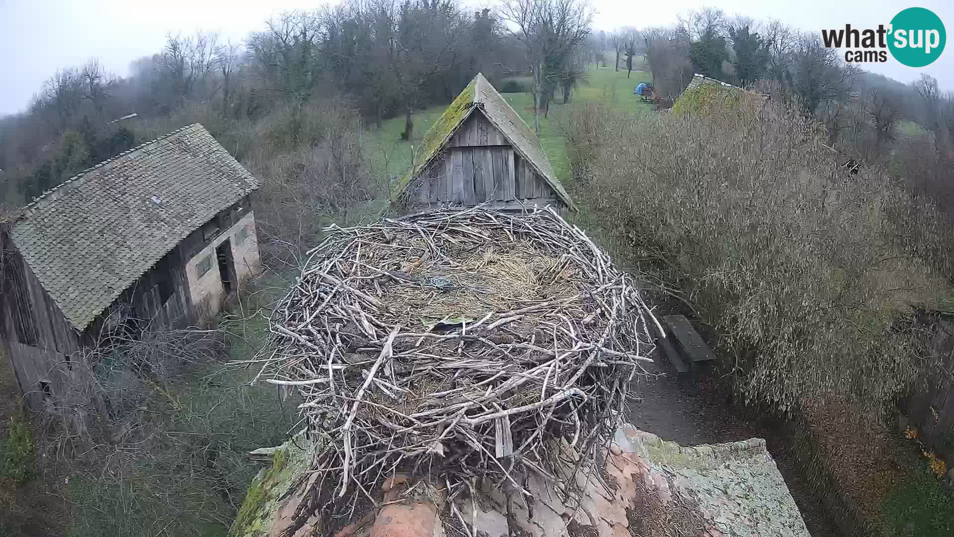 Village européen de cigognes webcam Parc naturel de Lonjsko polje