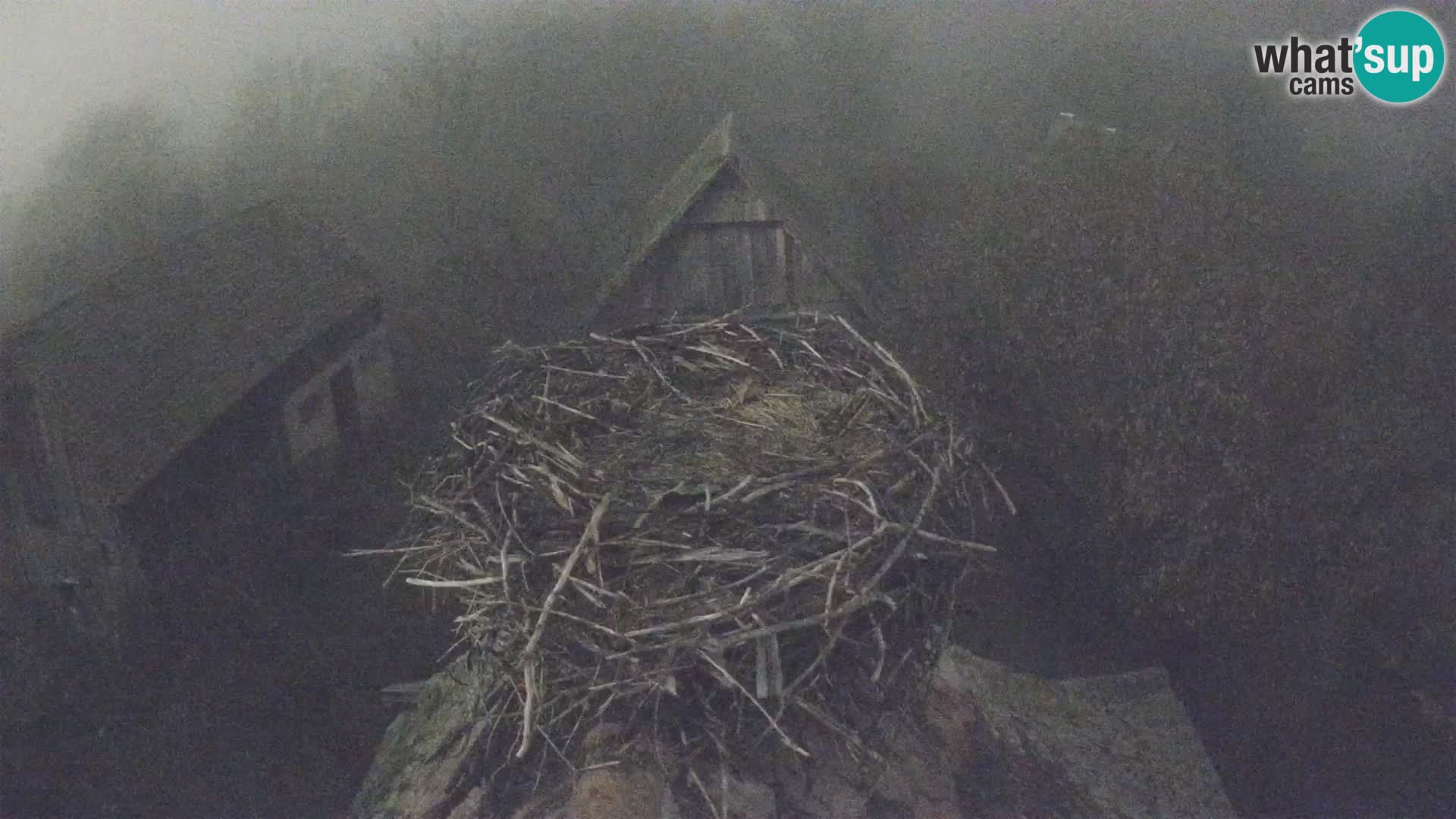 Village européen de cigognes webcam Parc naturel de Lonjsko polje