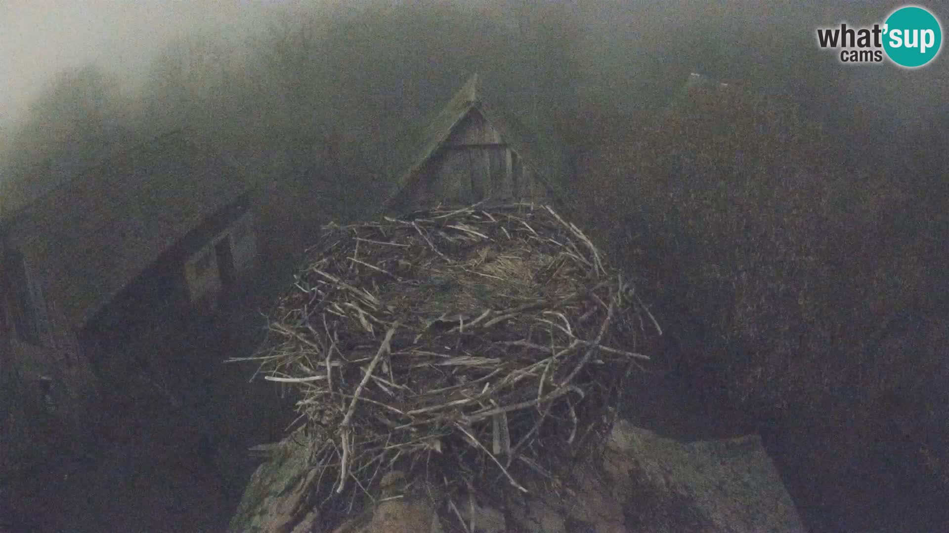 Villaggio delle cicogne europee webcam Parco naturale di Lonjsko polje