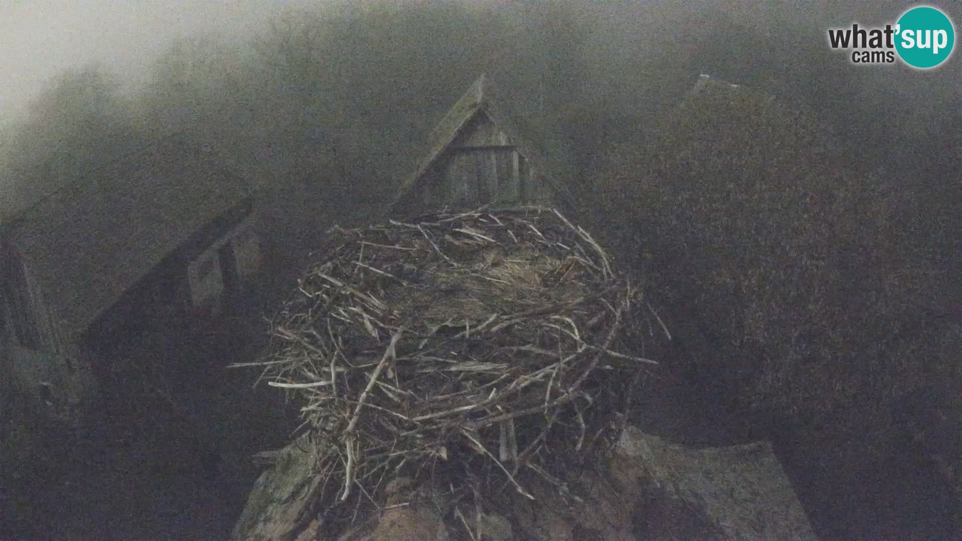 Evropska vas štorklje – Krajinski park Lonjsko polje spletna kamera