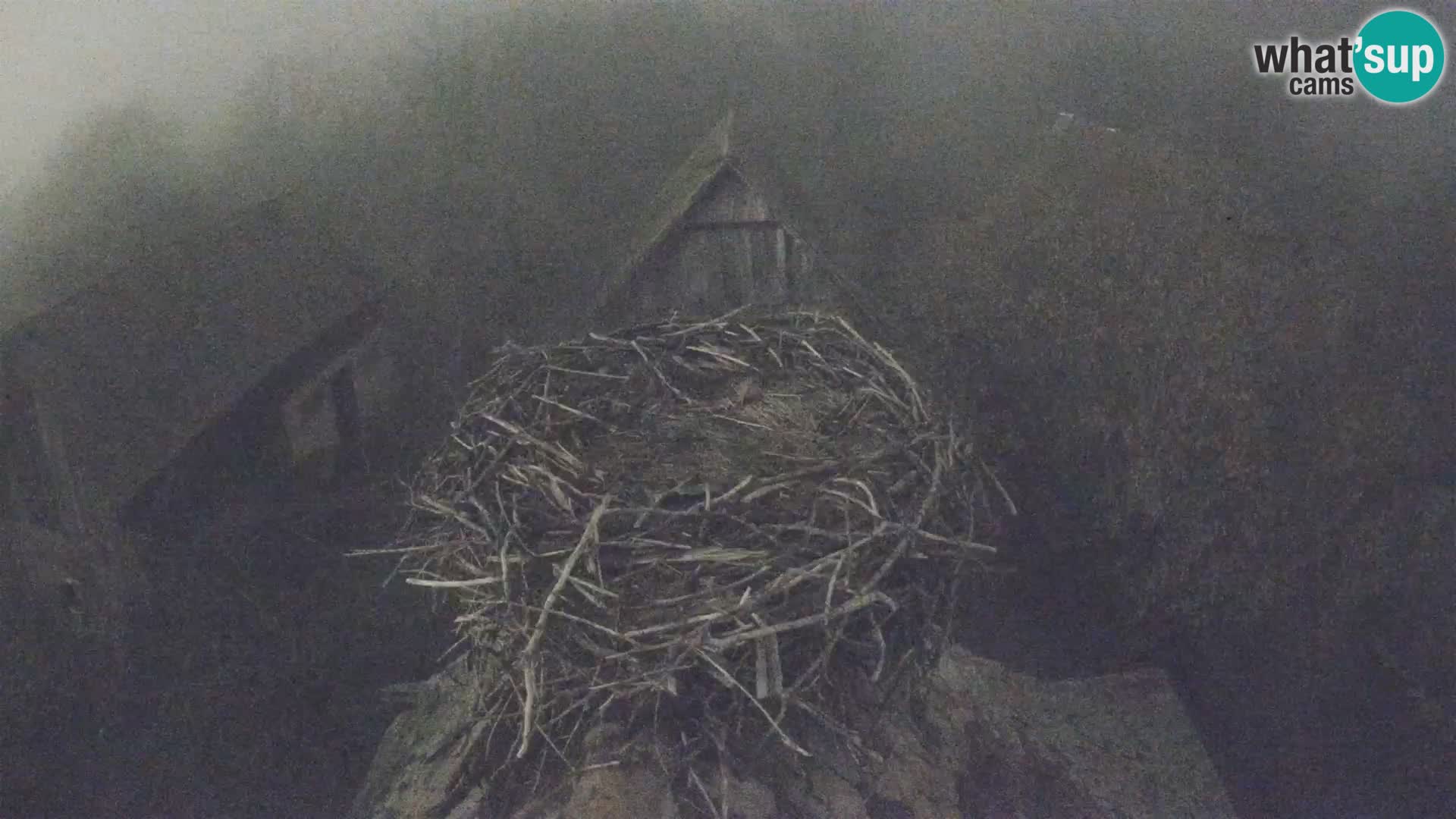 Evropska vas štorklje – Krajinski park Lonjsko polje spletna kamera