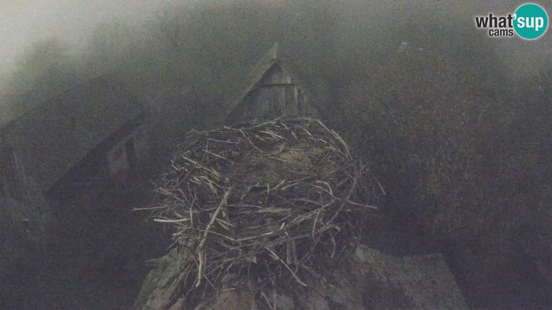 Villaggio delle cicogne europee webcam Parco naturale di Lonjsko polje