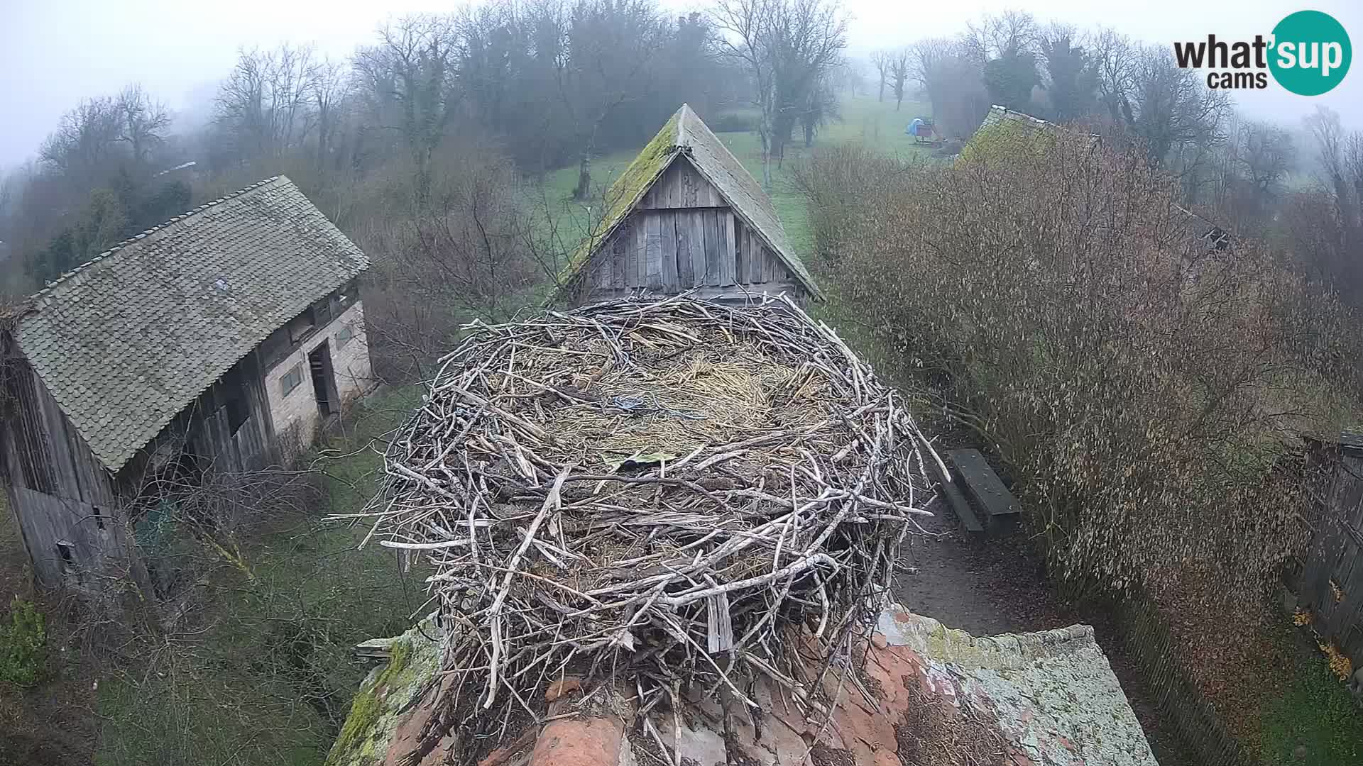 Village européen de cigognes webcam Parc naturel de Lonjsko polje