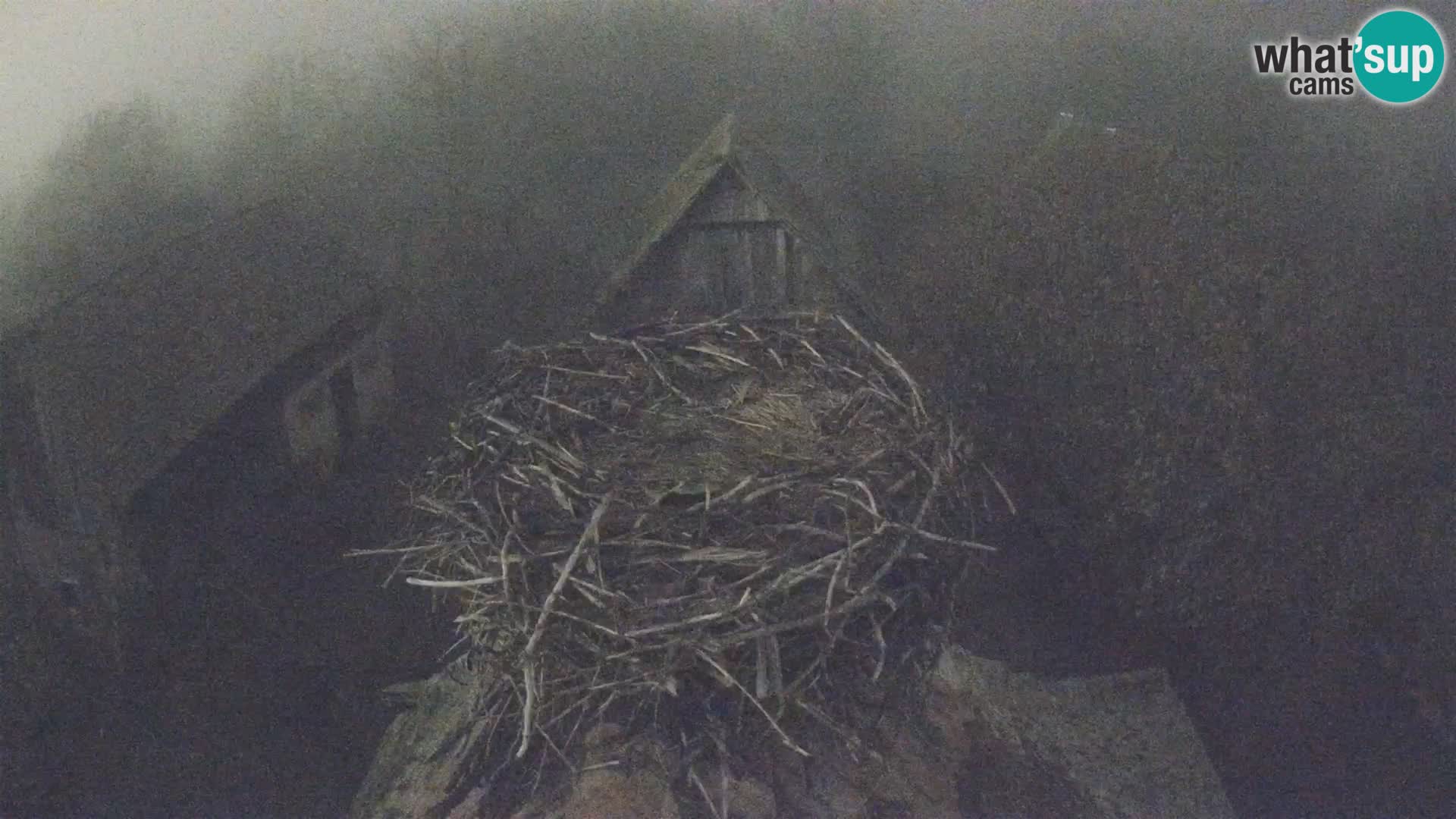 Village européen de cigognes webcam Parc naturel de Lonjsko polje