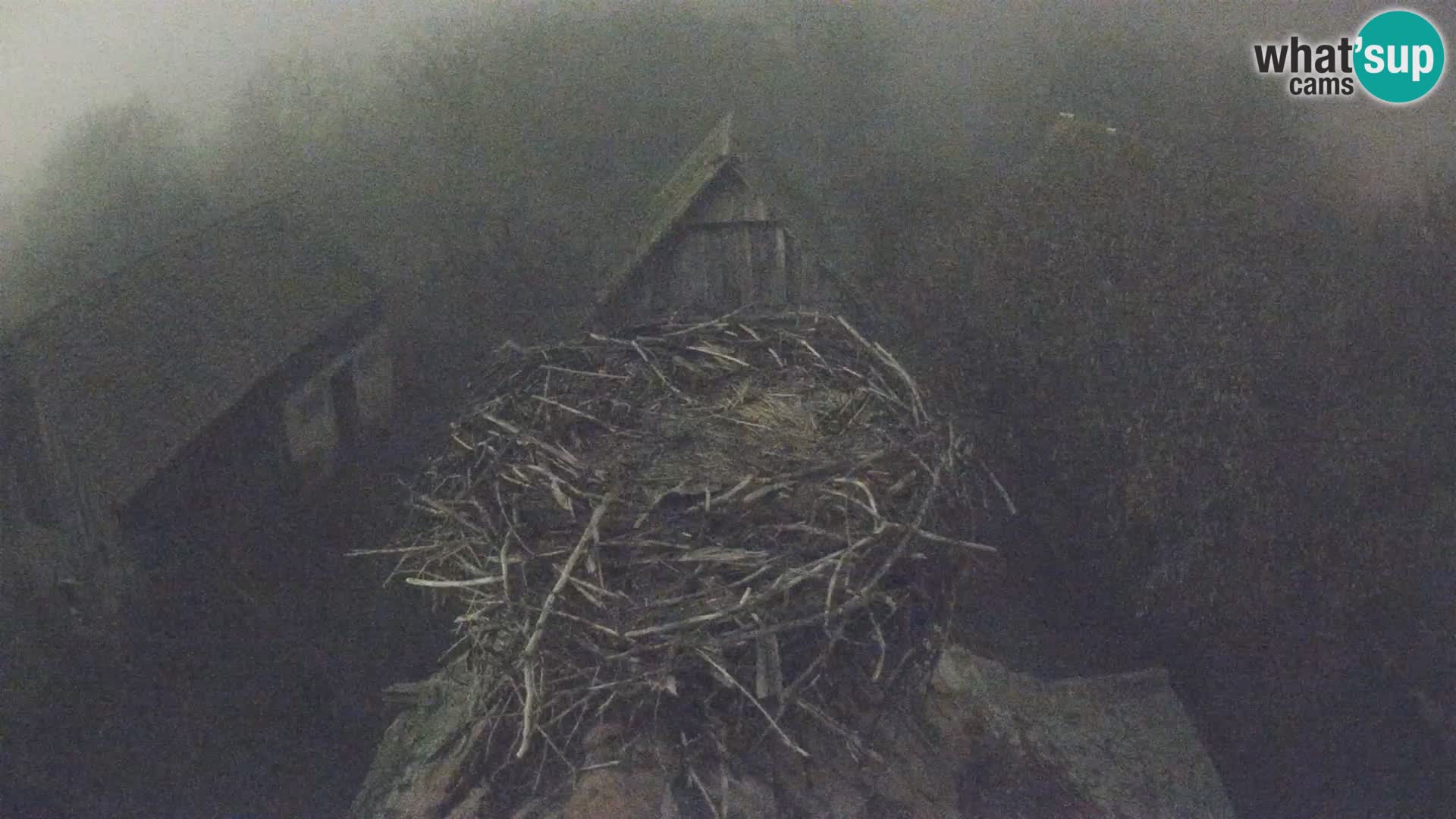 Village européen de cigognes webcam Parc naturel de Lonjsko polje