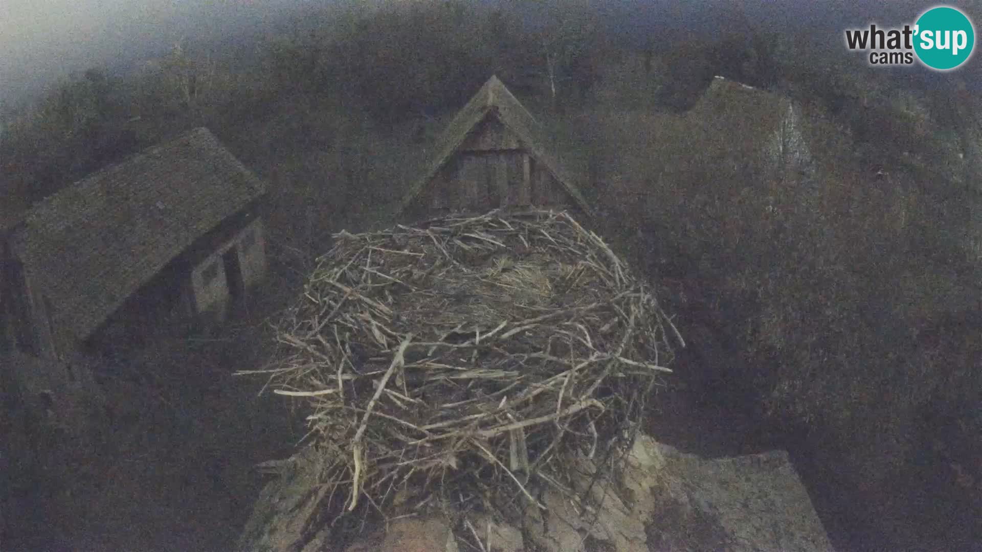 Villaggio delle cicogne europee webcam Parco naturale di Lonjsko polje