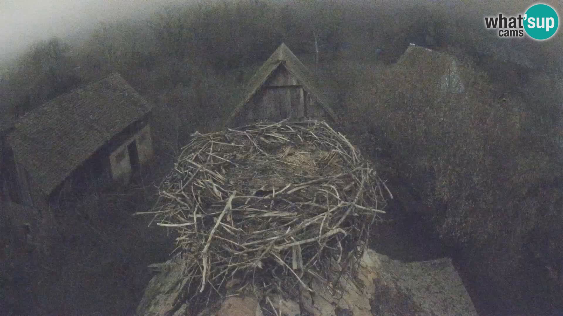 Villaggio delle cicogne europee webcam Parco naturale di Lonjsko polje