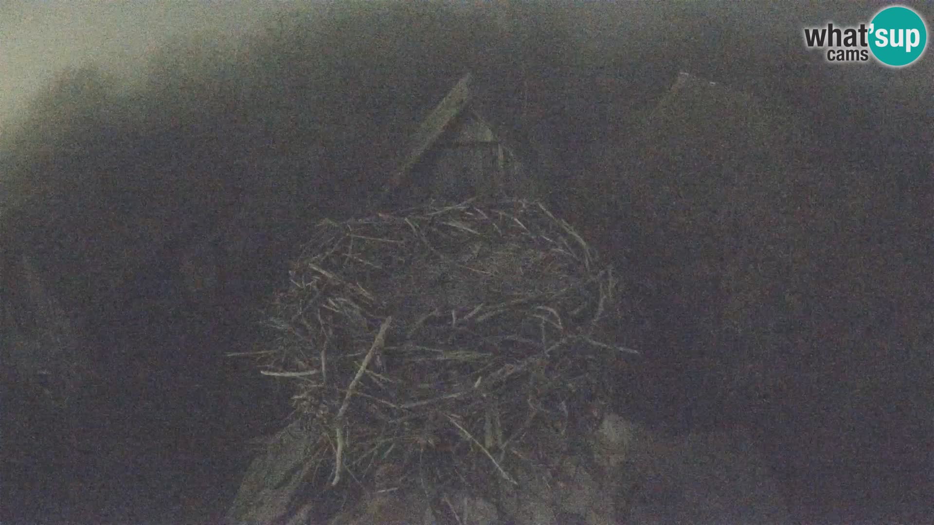 Live webcam European stork village – Lonjsko polje Nature Park