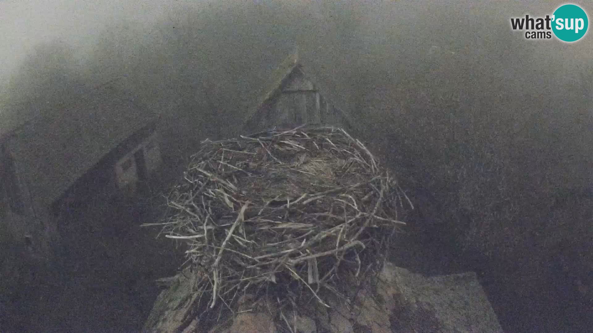 Webcam Europäisches Storchendorf – Naturpark Lonjsko polje