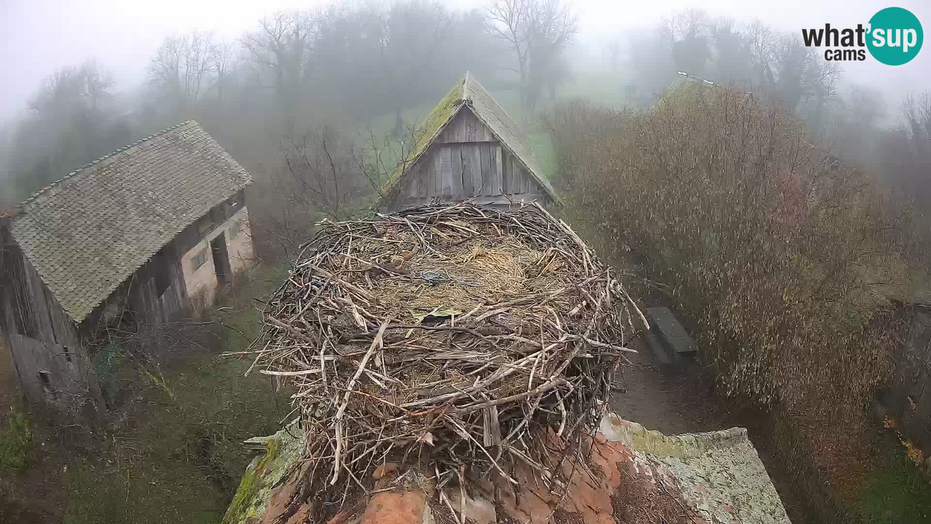 Villaggio delle cicogne europee webcam Parco naturale di Lonjsko polje