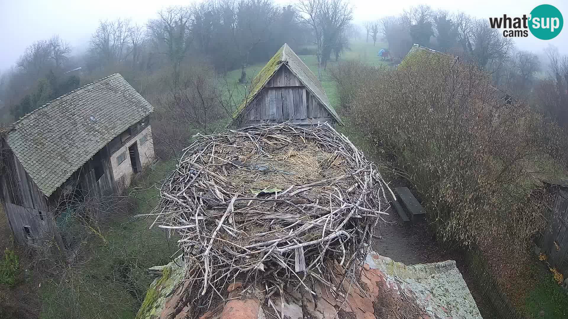 Evropska vas štorklje – Krajinski park Lonjsko polje spletna kamera