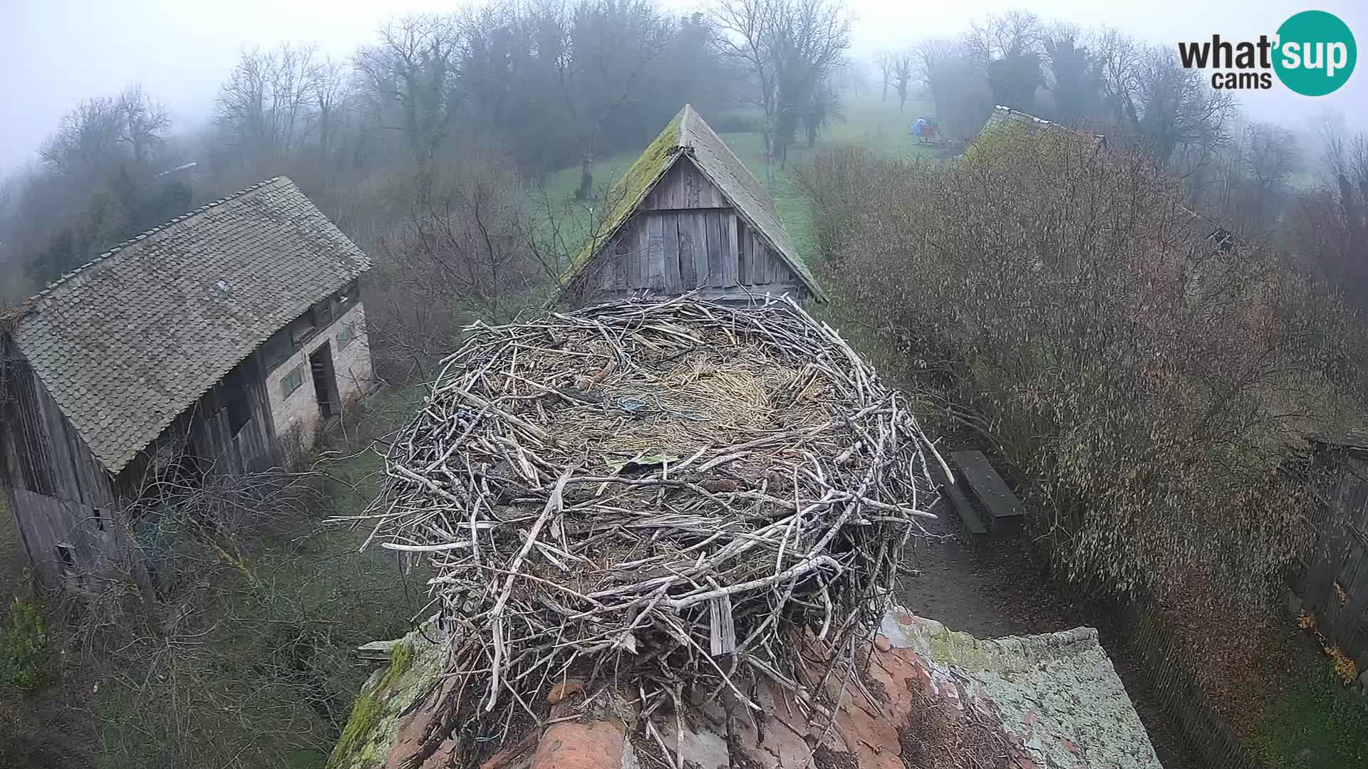 Village européen de cigognes webcam Parc naturel de Lonjsko polje