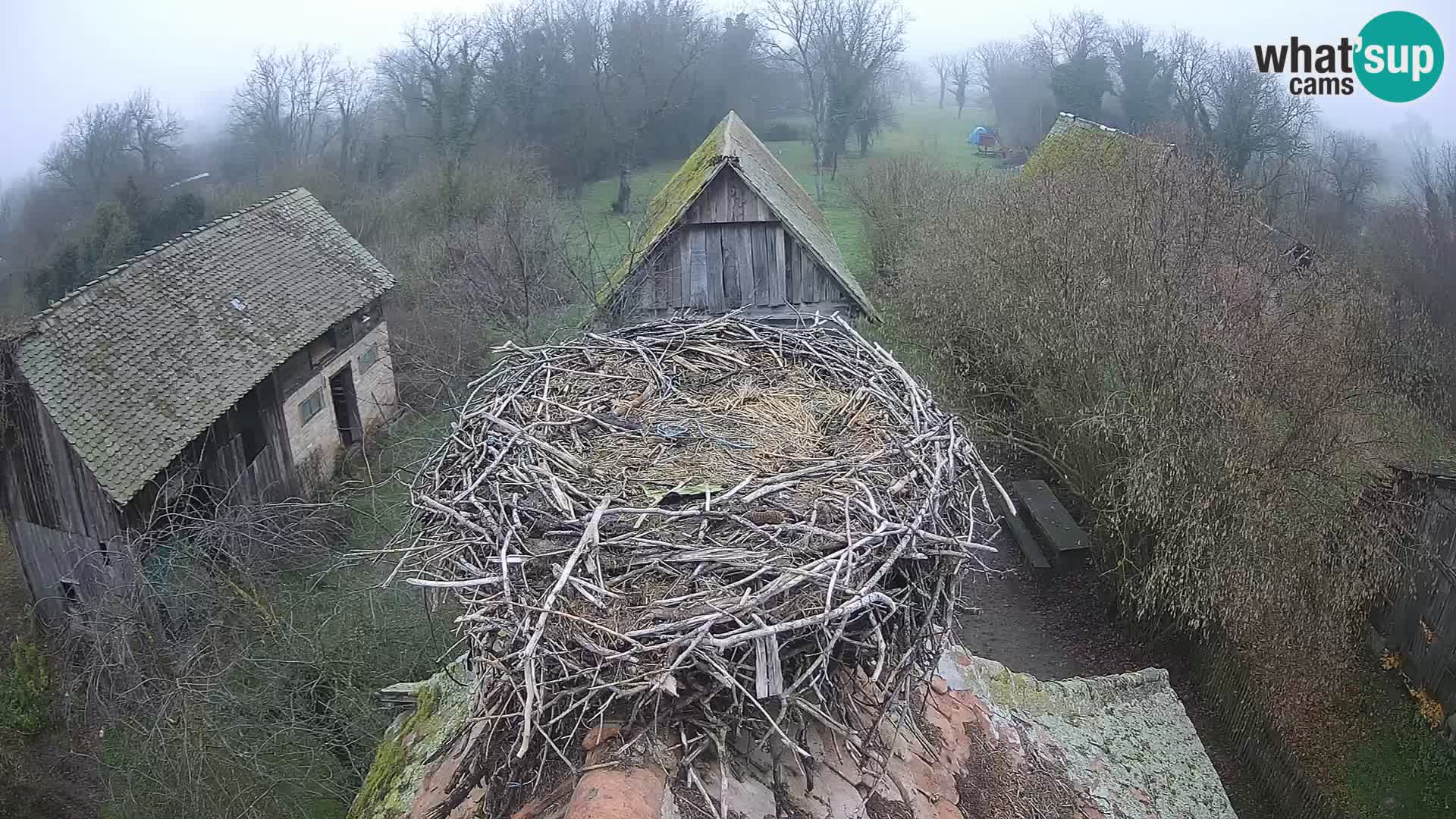 Villaggio delle cicogne europee webcam Parco naturale di Lonjsko polje
