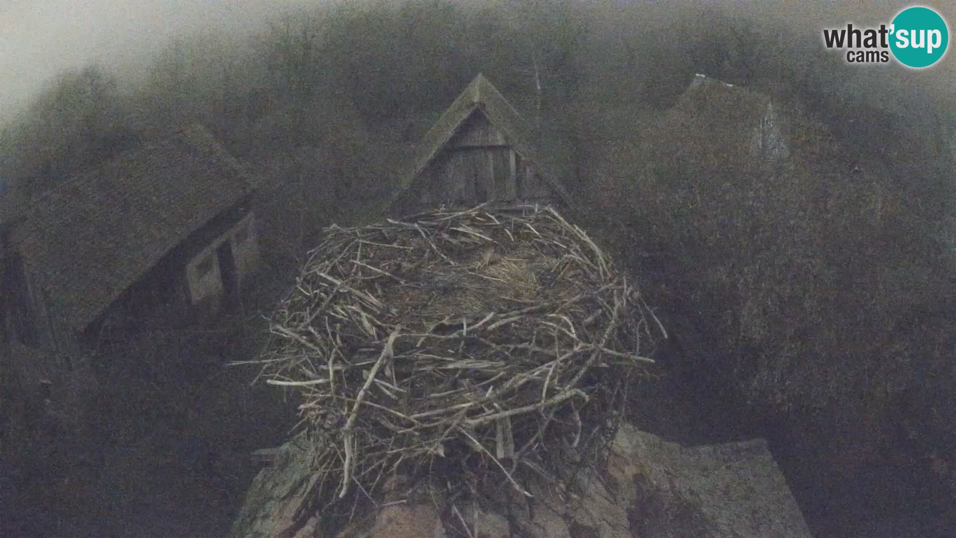 Village européen de cigognes webcam Parc naturel de Lonjsko polje