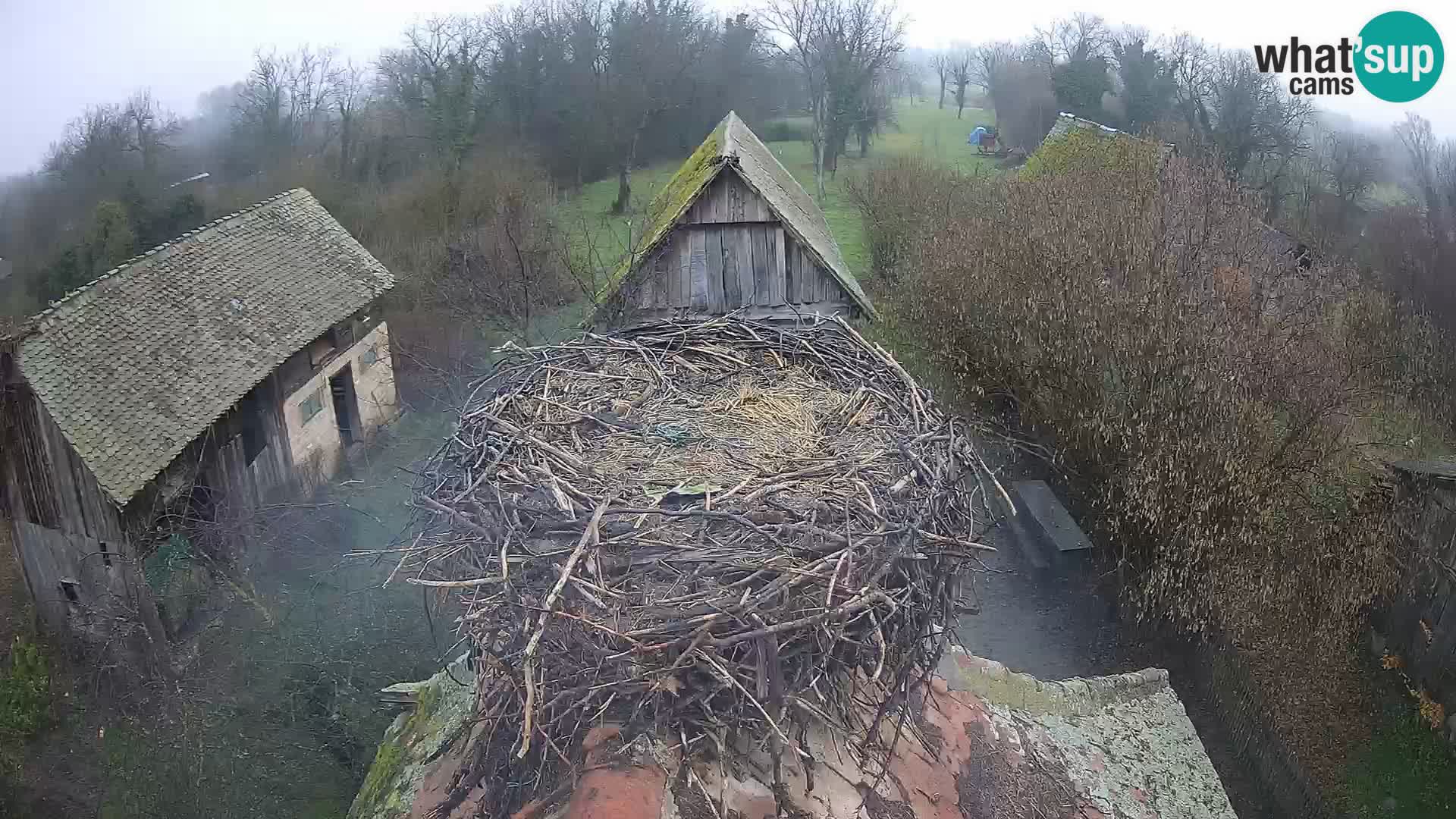 Villaggio delle cicogne europee webcam Parco naturale di Lonjsko polje