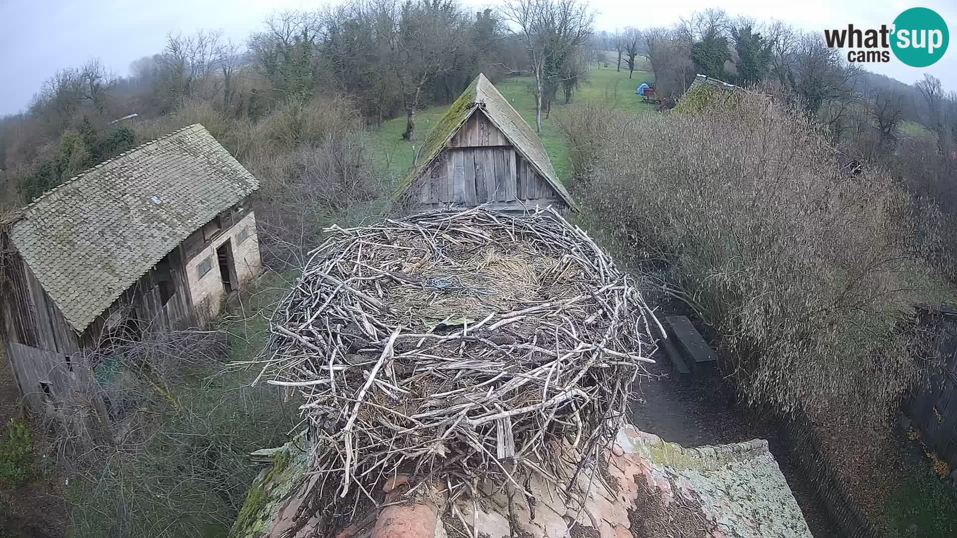 Webcam Europäisches Storchendorf – Naturpark Lonjsko polje