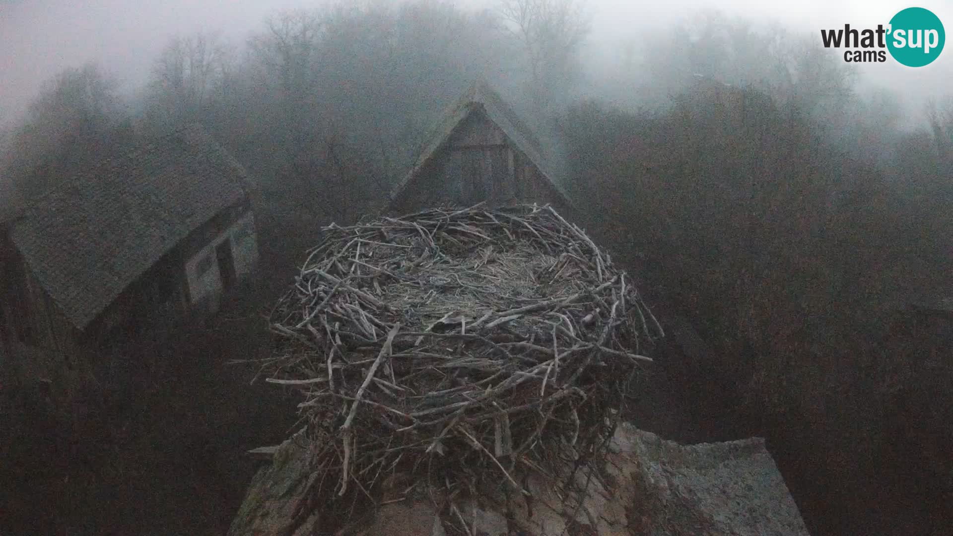 Webcam Europäisches Storchendorf – Naturpark Lonjsko polje