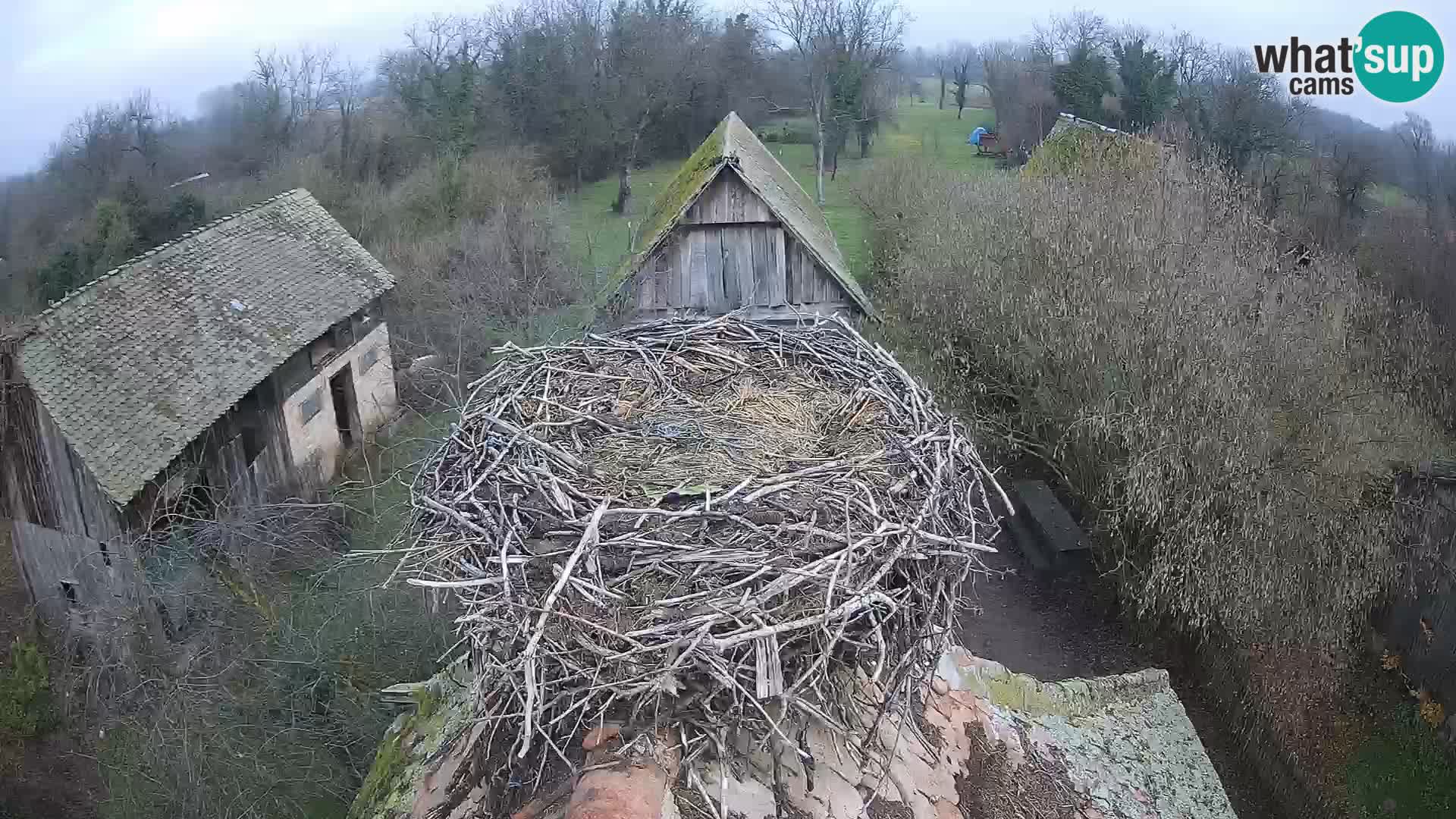 Villaggio delle cicogne europee webcam Parco naturale di Lonjsko polje