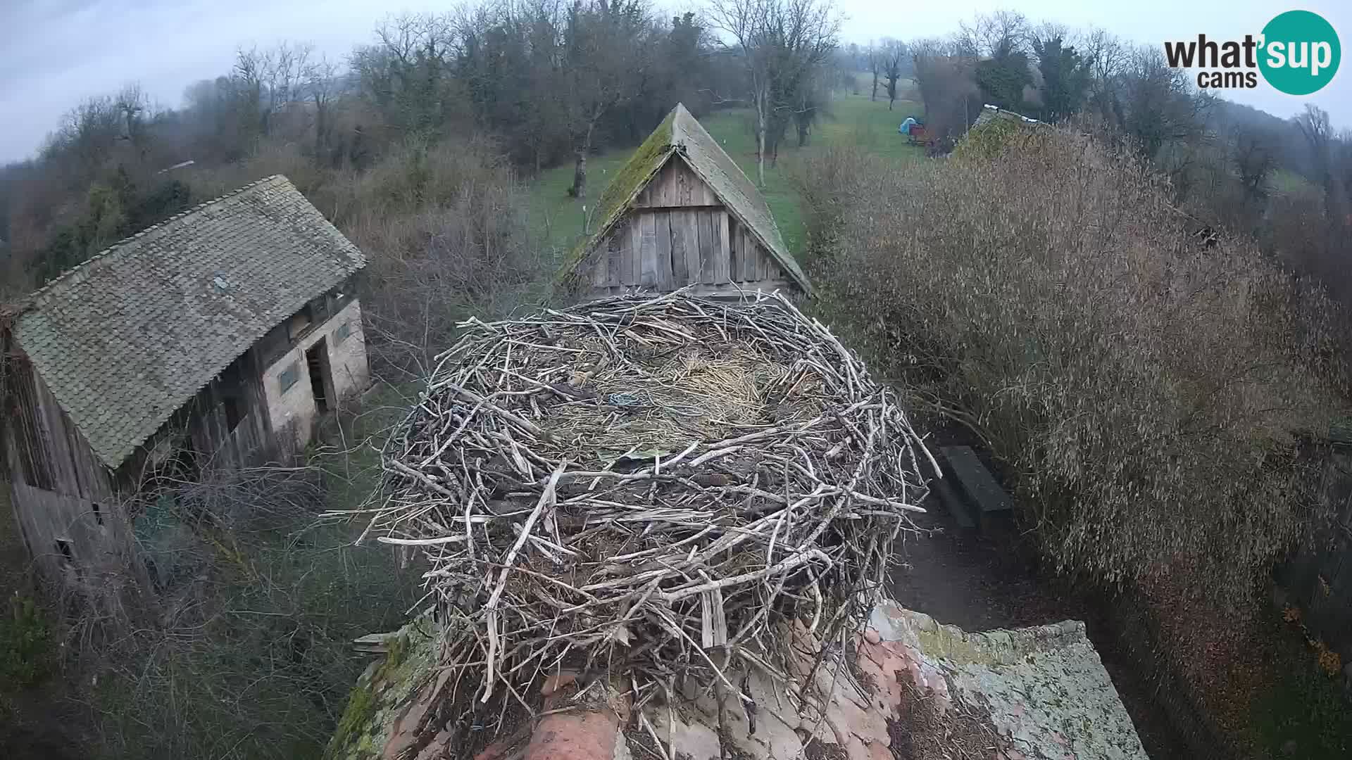 Villaggio delle cicogne europee webcam Parco naturale di Lonjsko polje