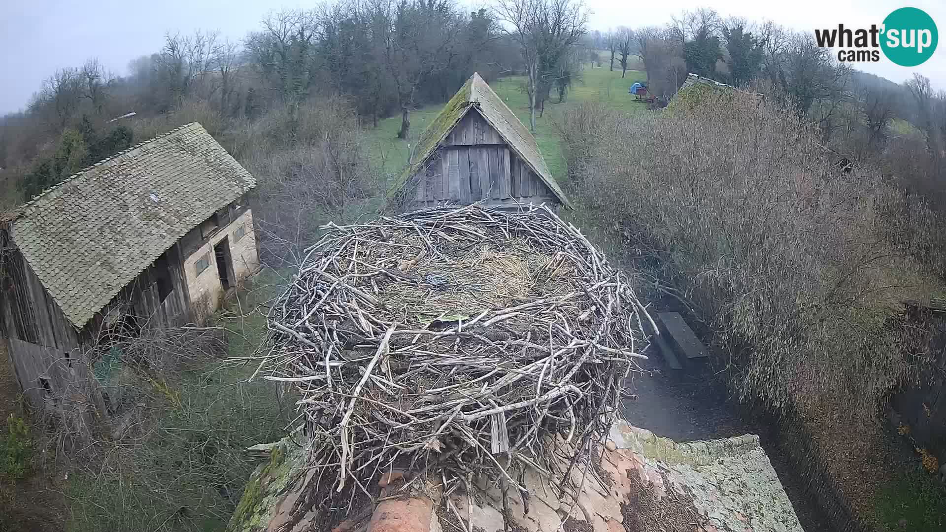Pueblo europeo de cigüeñas camera en vivo Parque Natural Lonjsko polje