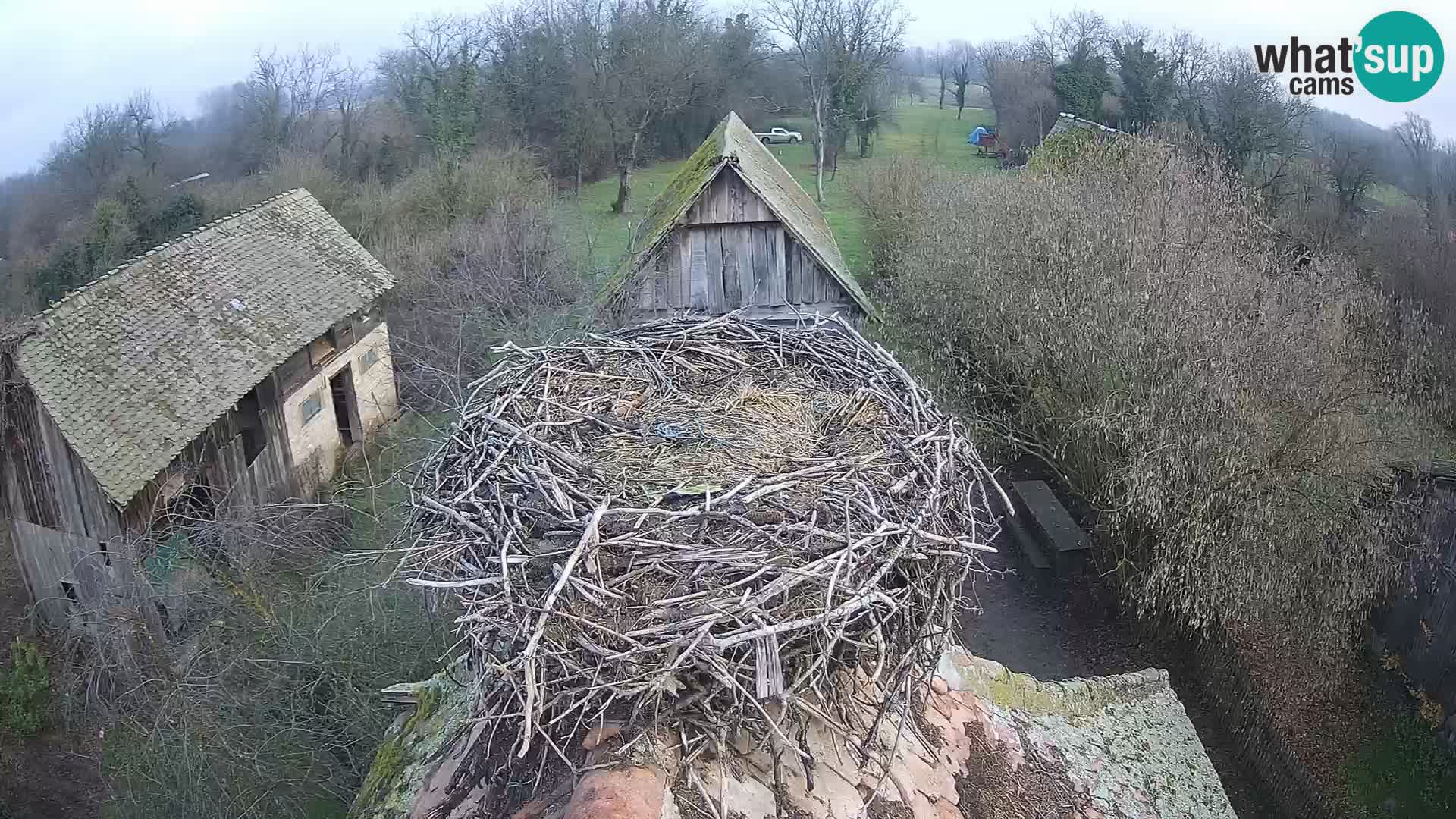 Village européen de cigognes webcam Parc naturel de Lonjsko polje