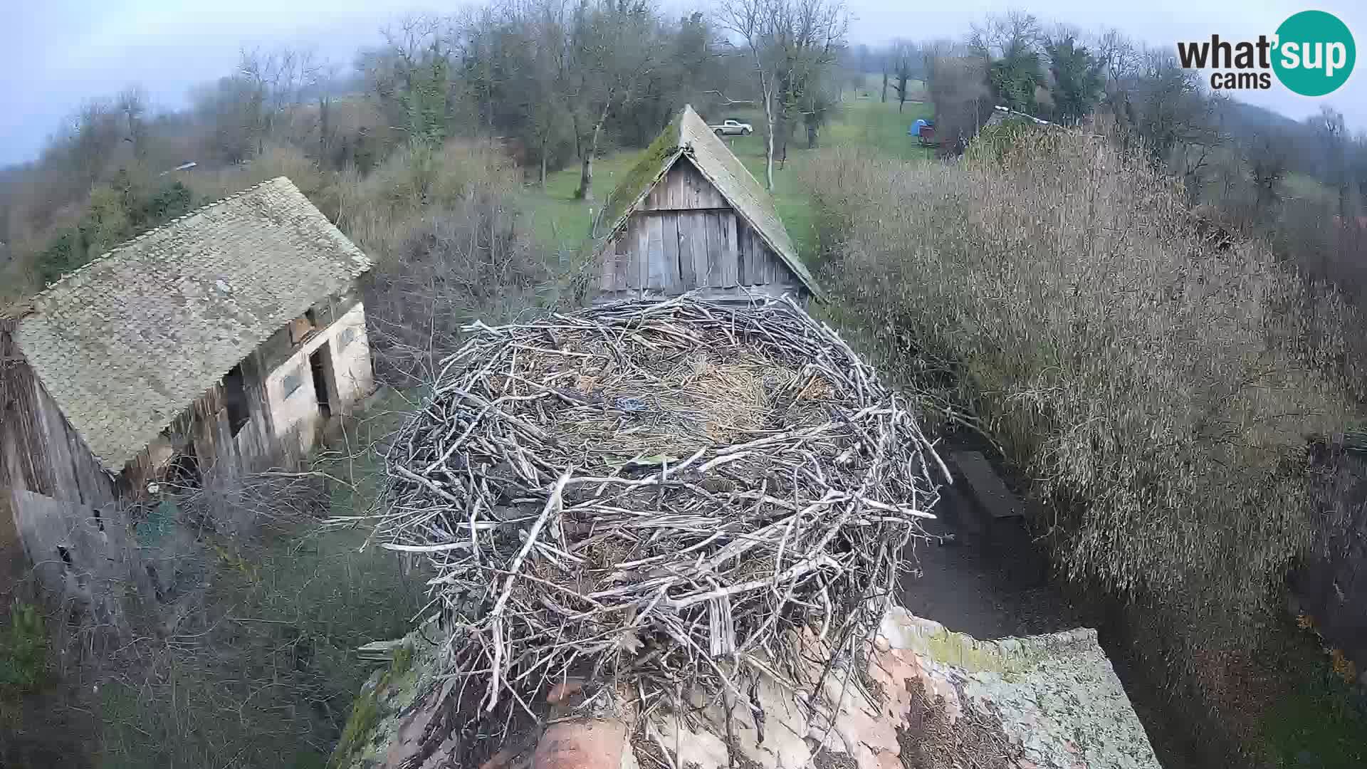 Pueblo europeo de cigüeñas camera en vivo Parque Natural Lonjsko polje