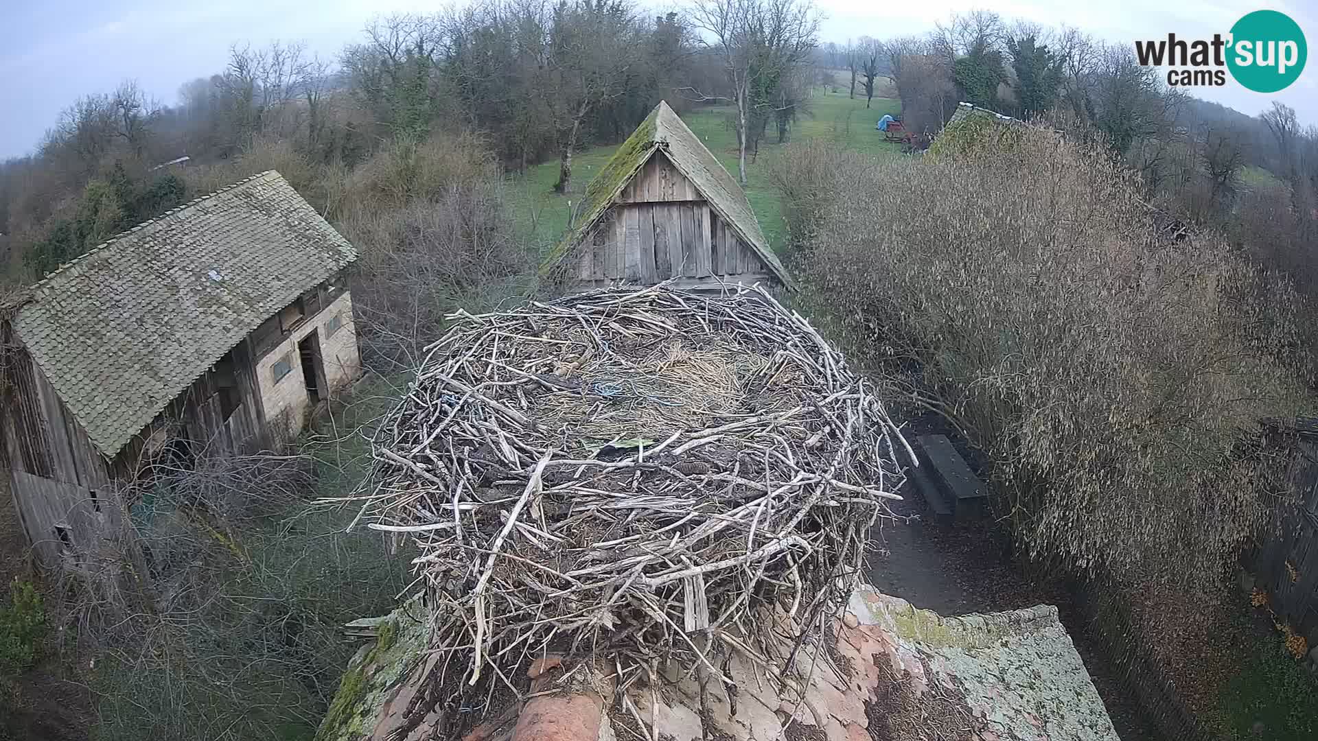 Pueblo europeo de cigüeñas camera en vivo Parque Natural Lonjsko polje