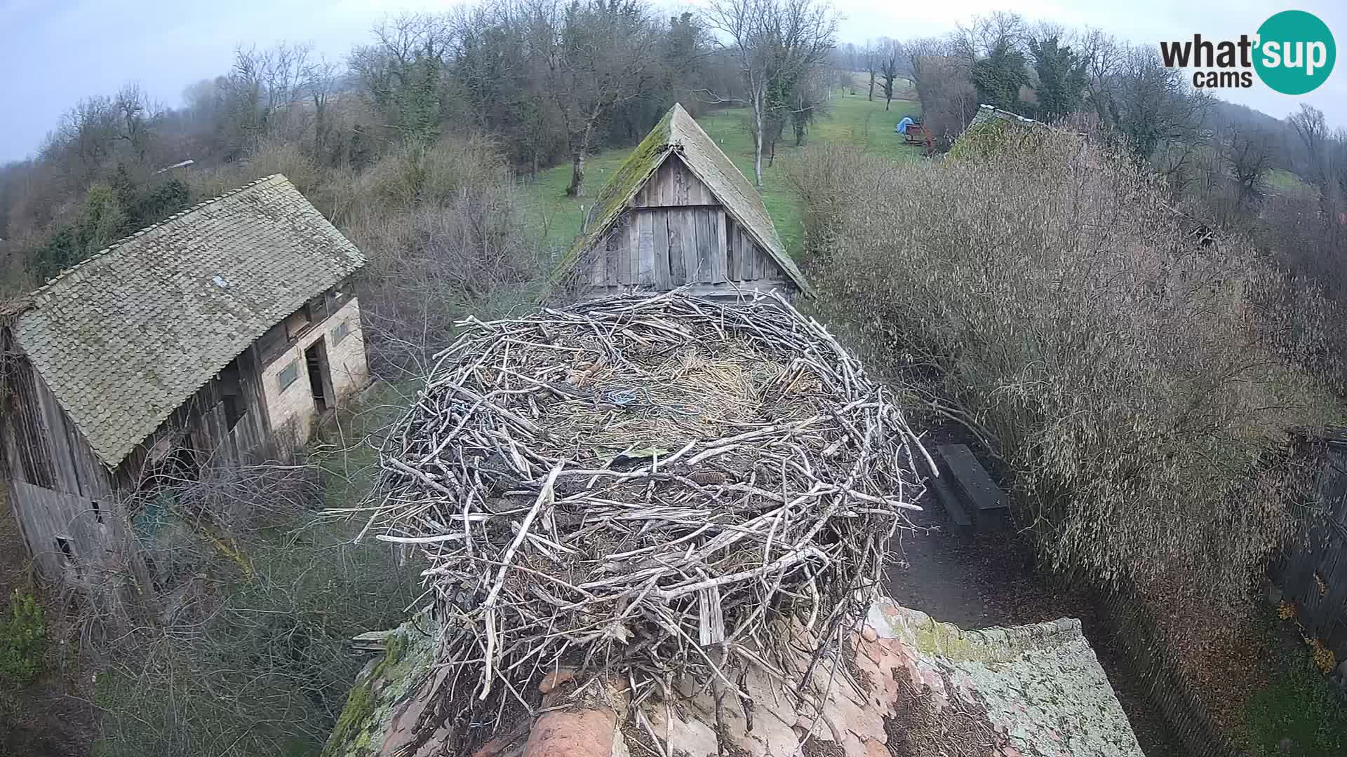 Pueblo europeo de cigüeñas camera en vivo Parque Natural Lonjsko polje