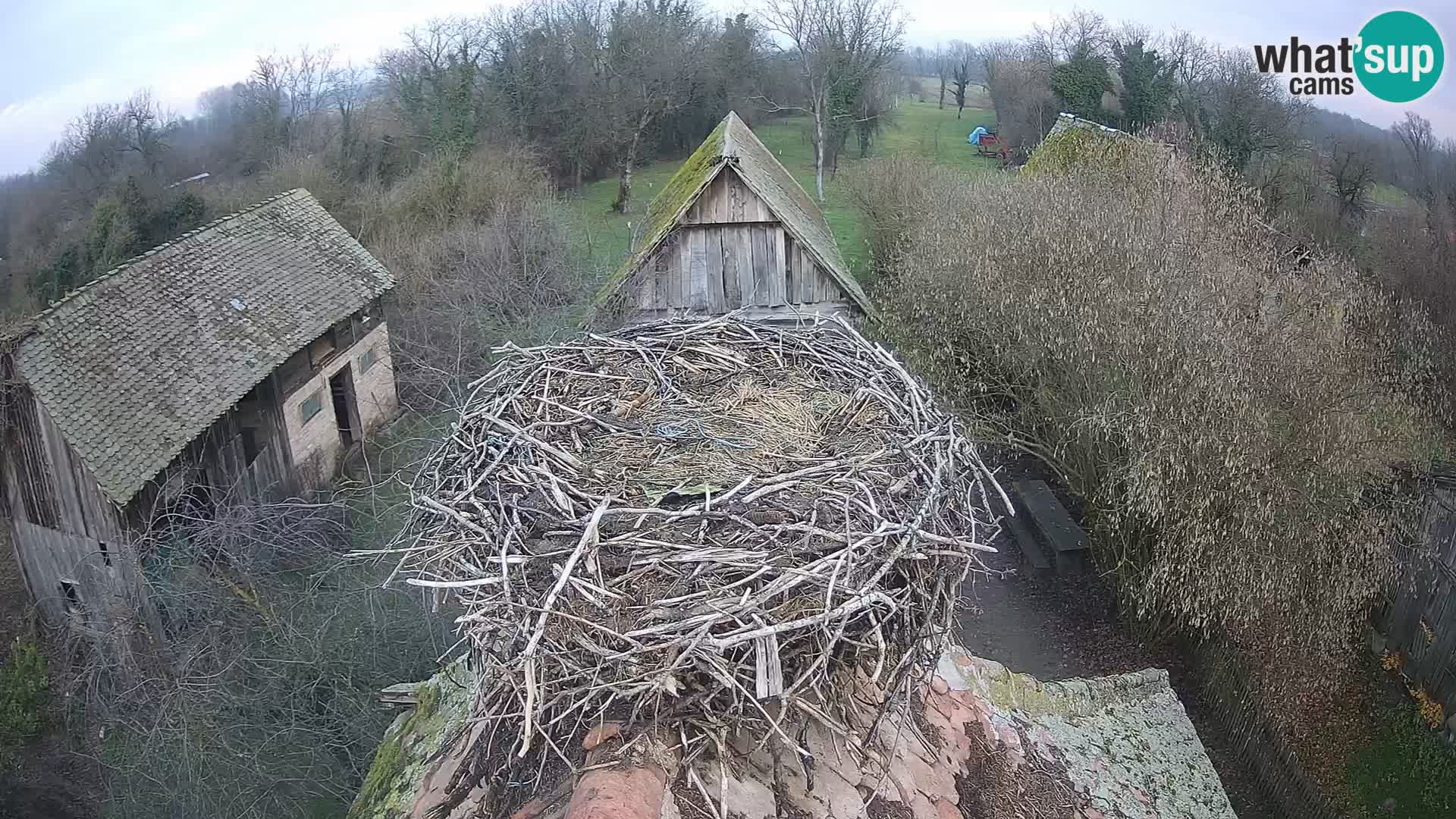 Webcam Europäisches Storchendorf – Naturpark Lonjsko polje