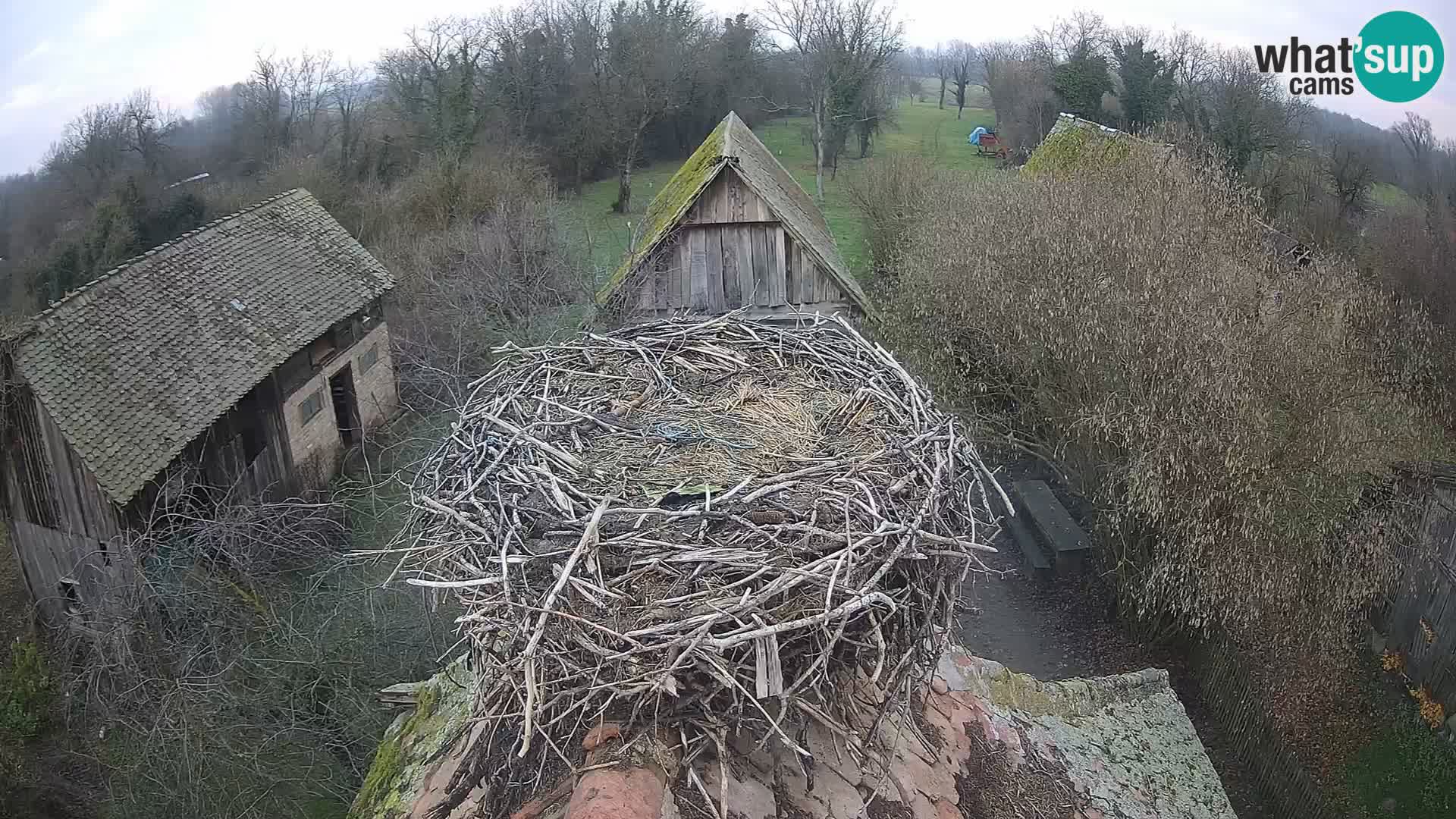 Pueblo europeo de cigüeñas camera en vivo Parque Natural Lonjsko polje