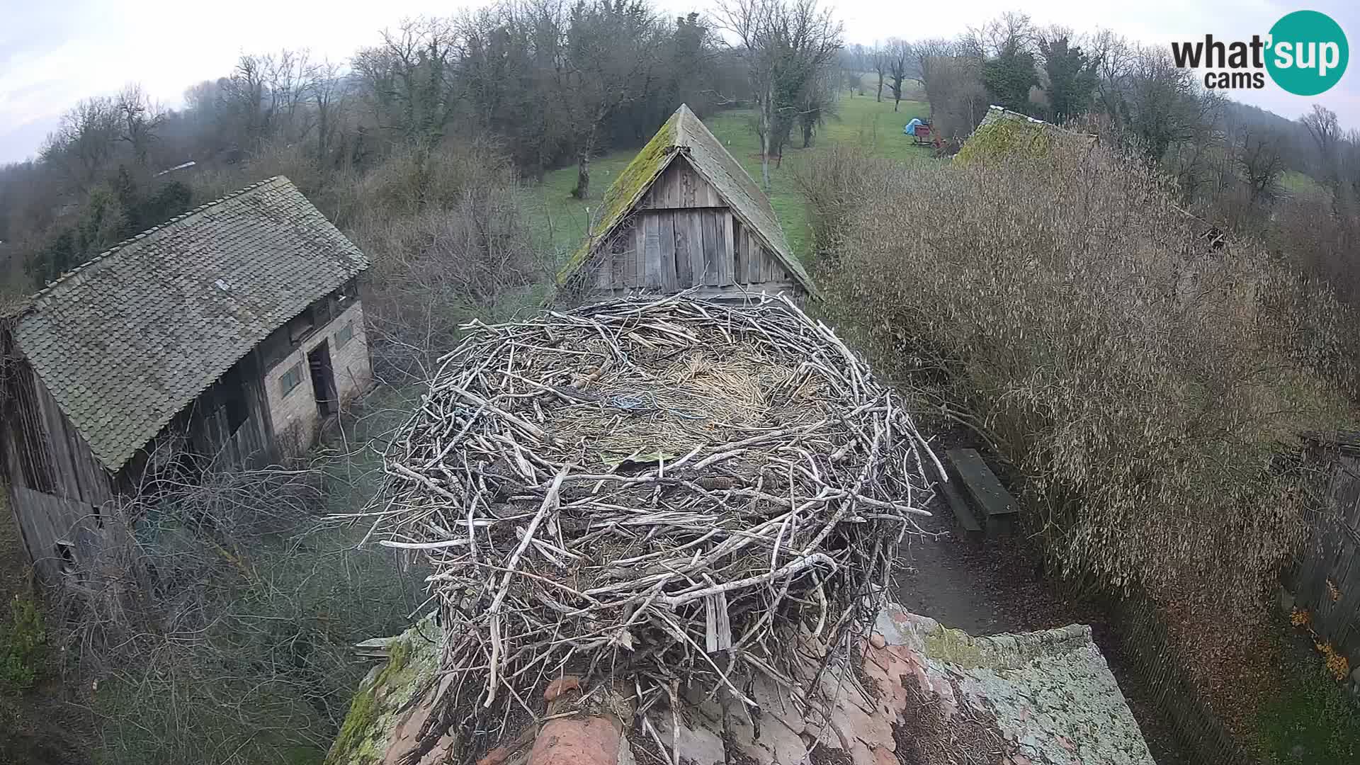 Village européen de cigognes webcam Parc naturel de Lonjsko polje