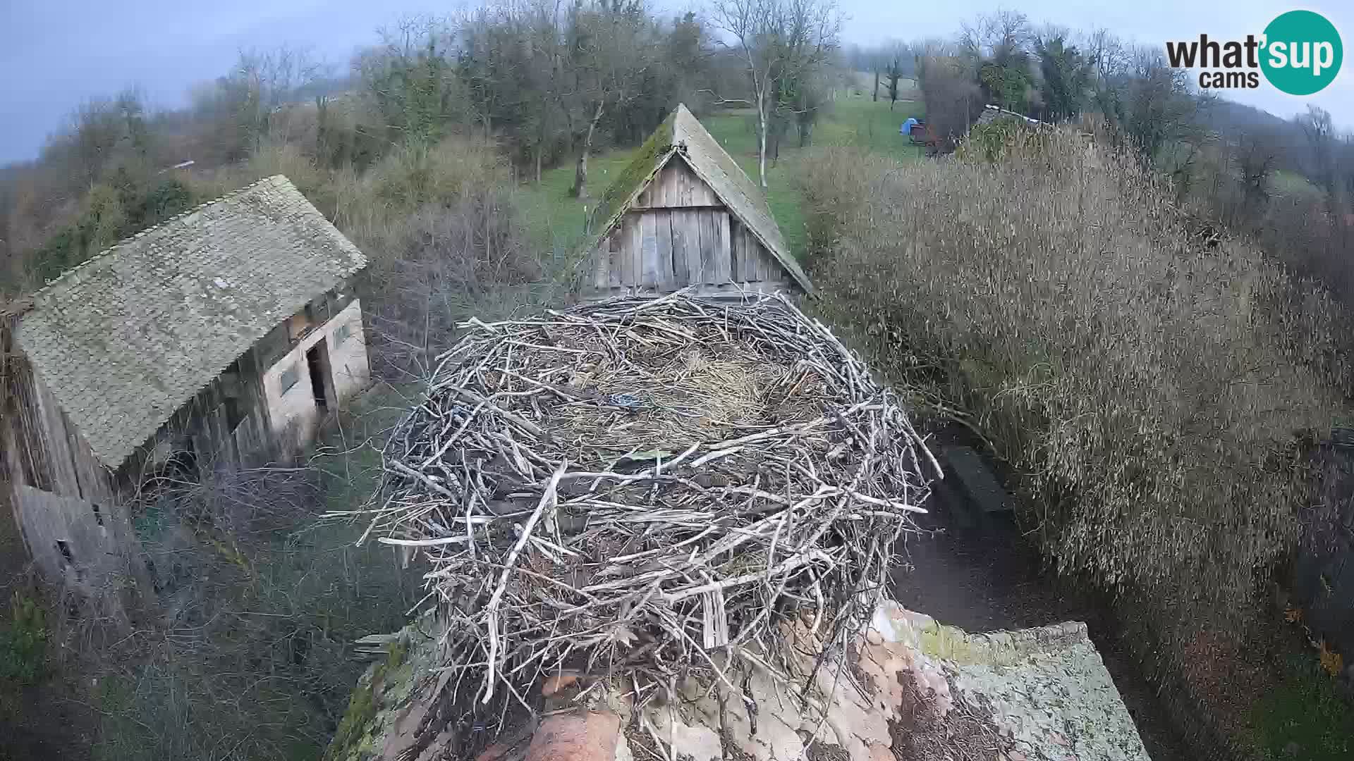 Webcam Europäisches Storchendorf – Naturpark Lonjsko polje
