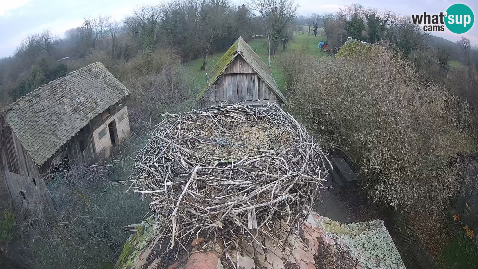 Pueblo europeo de cigüeñas camera en vivo Parque Natural Lonjsko polje