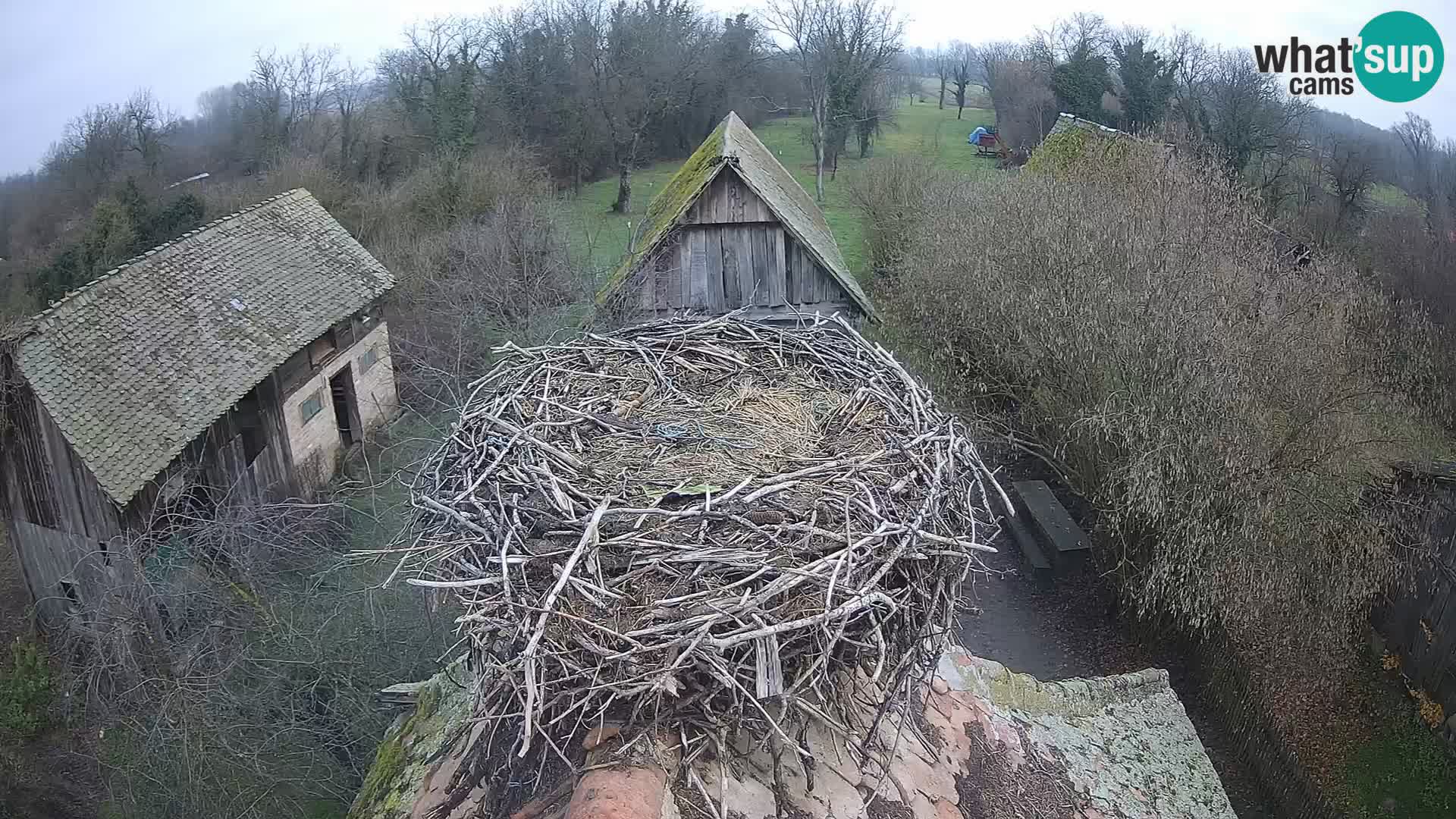 Pueblo europeo de cigüeñas camera en vivo Parque Natural Lonjsko polje