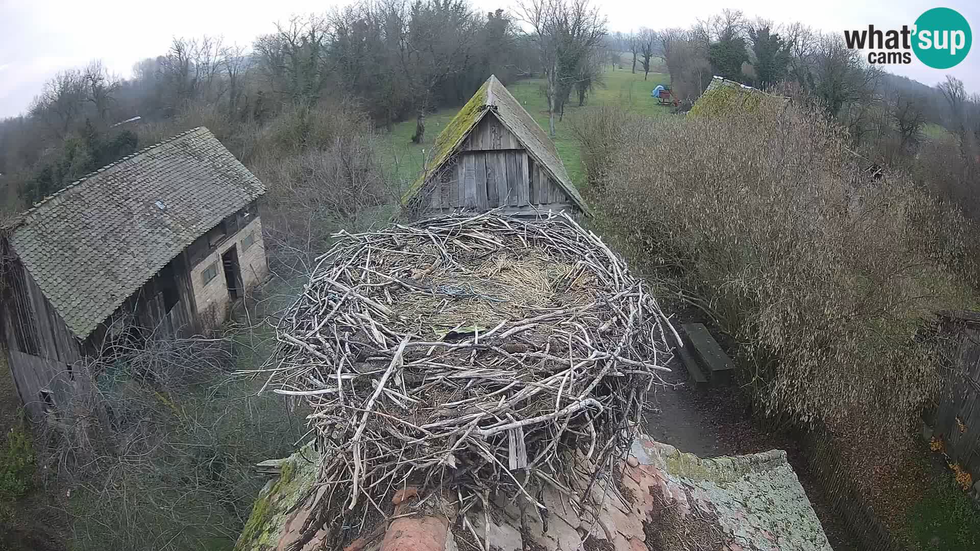 Pueblo europeo de cigüeñas camera en vivo Parque Natural Lonjsko polje
