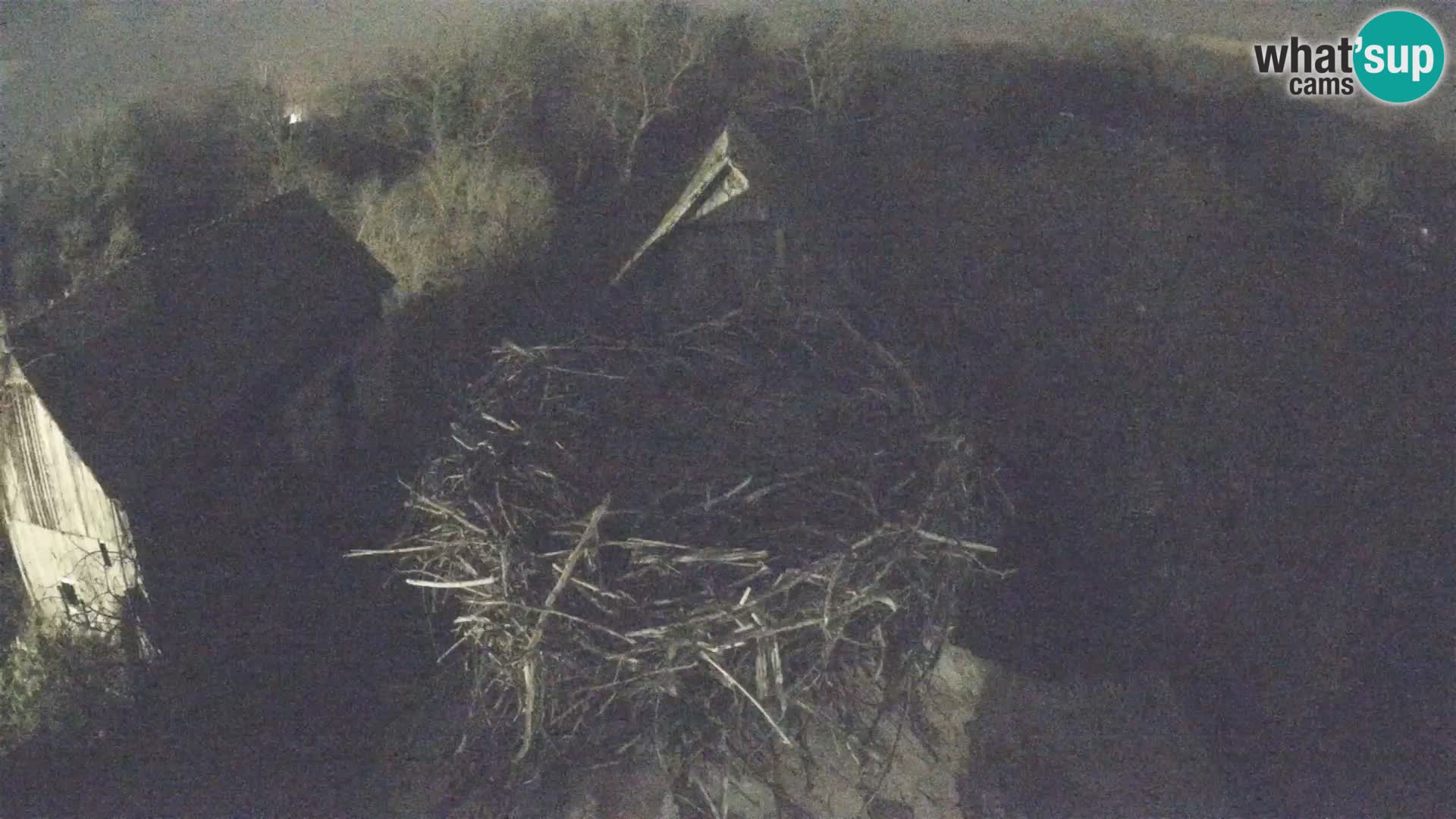 Pueblo europeo de cigüeñas camera en vivo Parque Natural Lonjsko polje