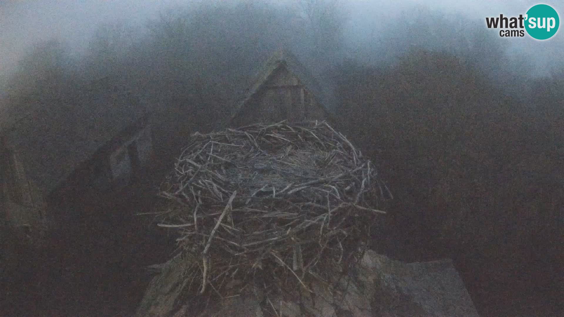 Village européen de cigognes webcam Parc naturel de Lonjsko polje