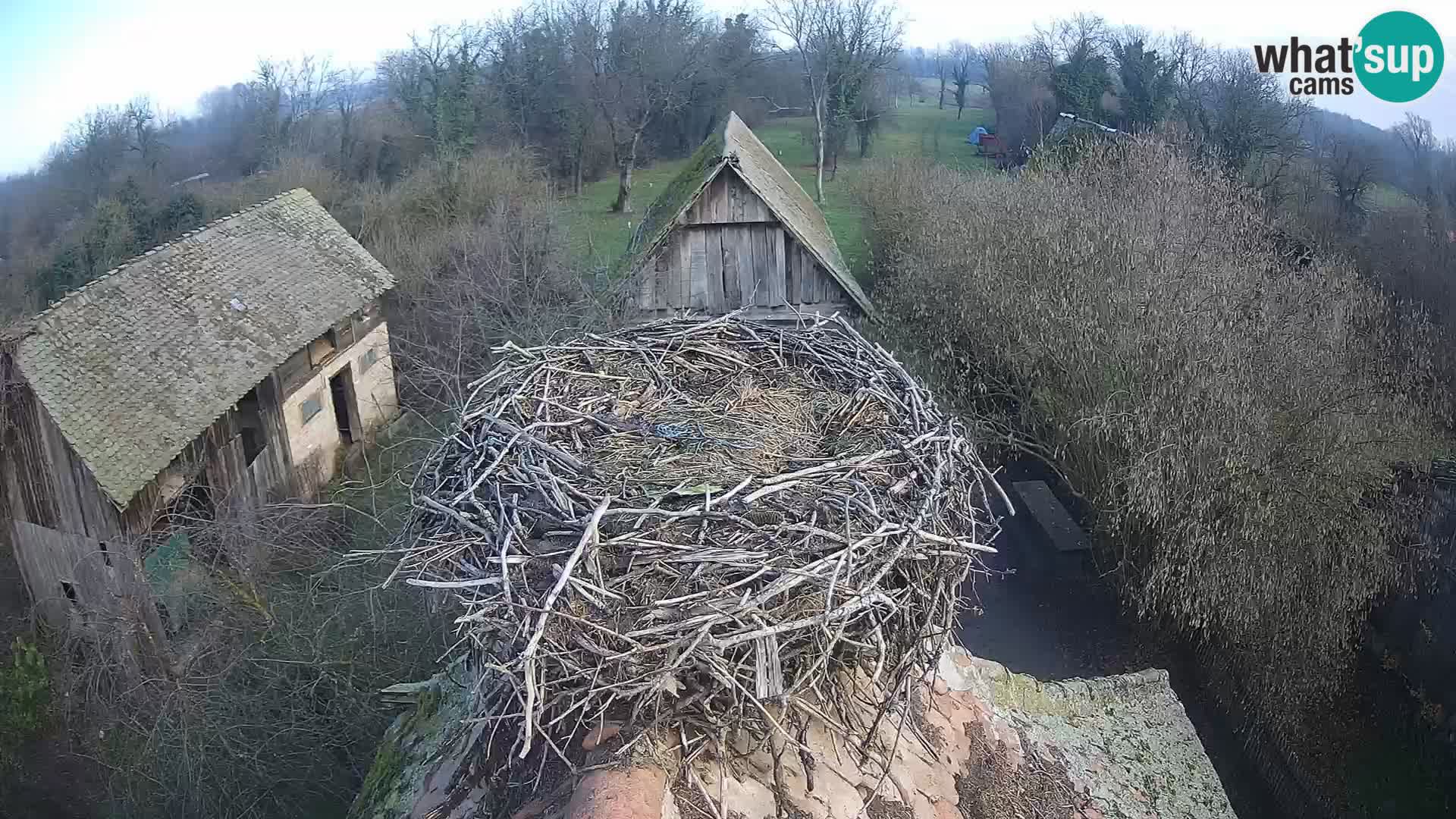 Webcam Europäisches Storchendorf – Naturpark Lonjsko polje