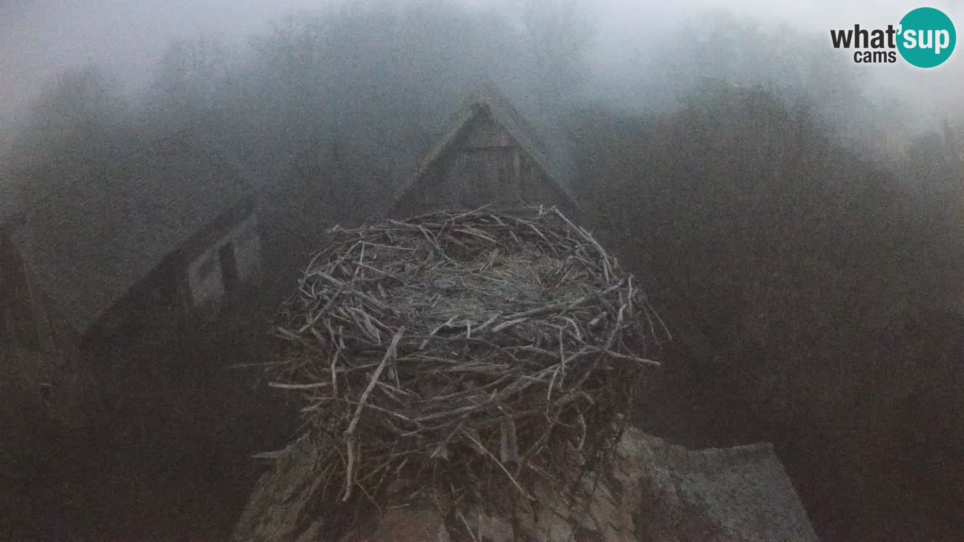 Pueblo europeo de cigüeñas camera en vivo Parque Natural Lonjsko polje