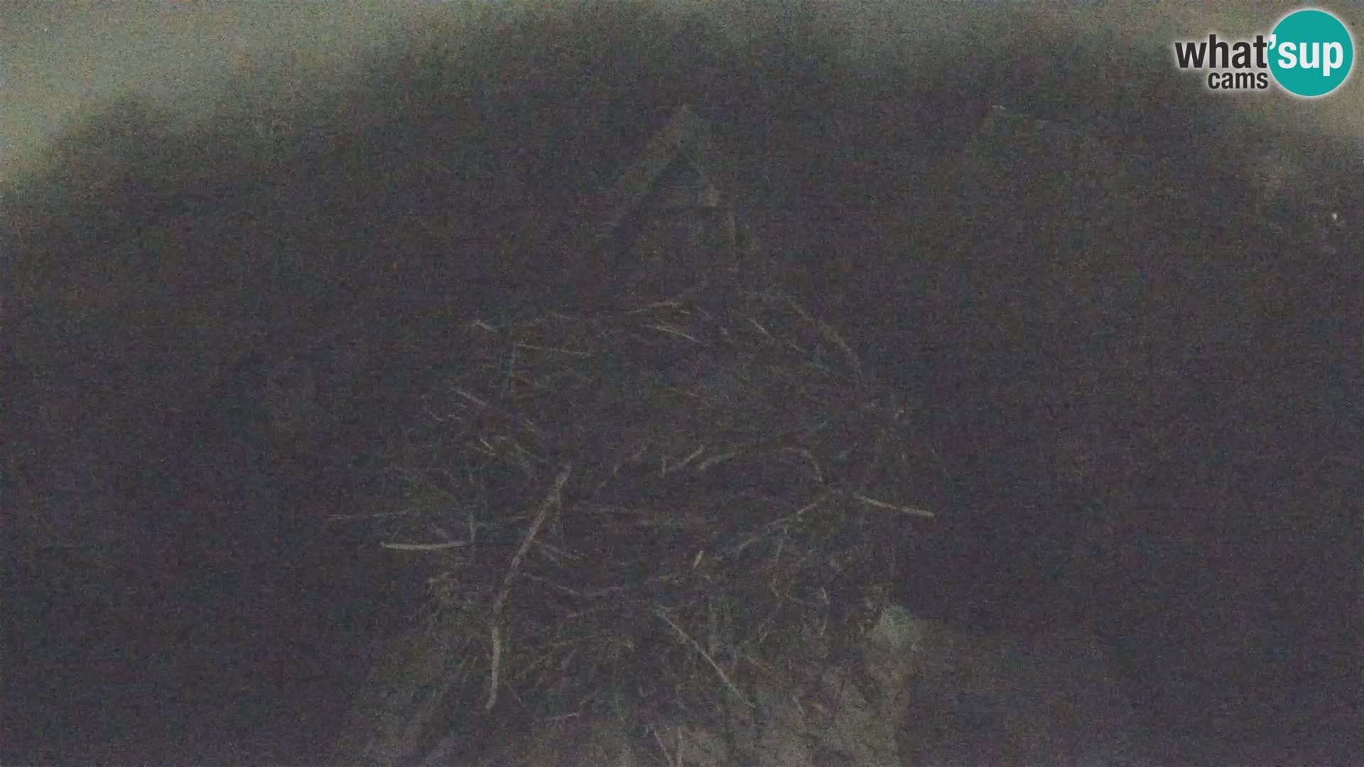 Village européen de cigognes webcam Parc naturel de Lonjsko polje