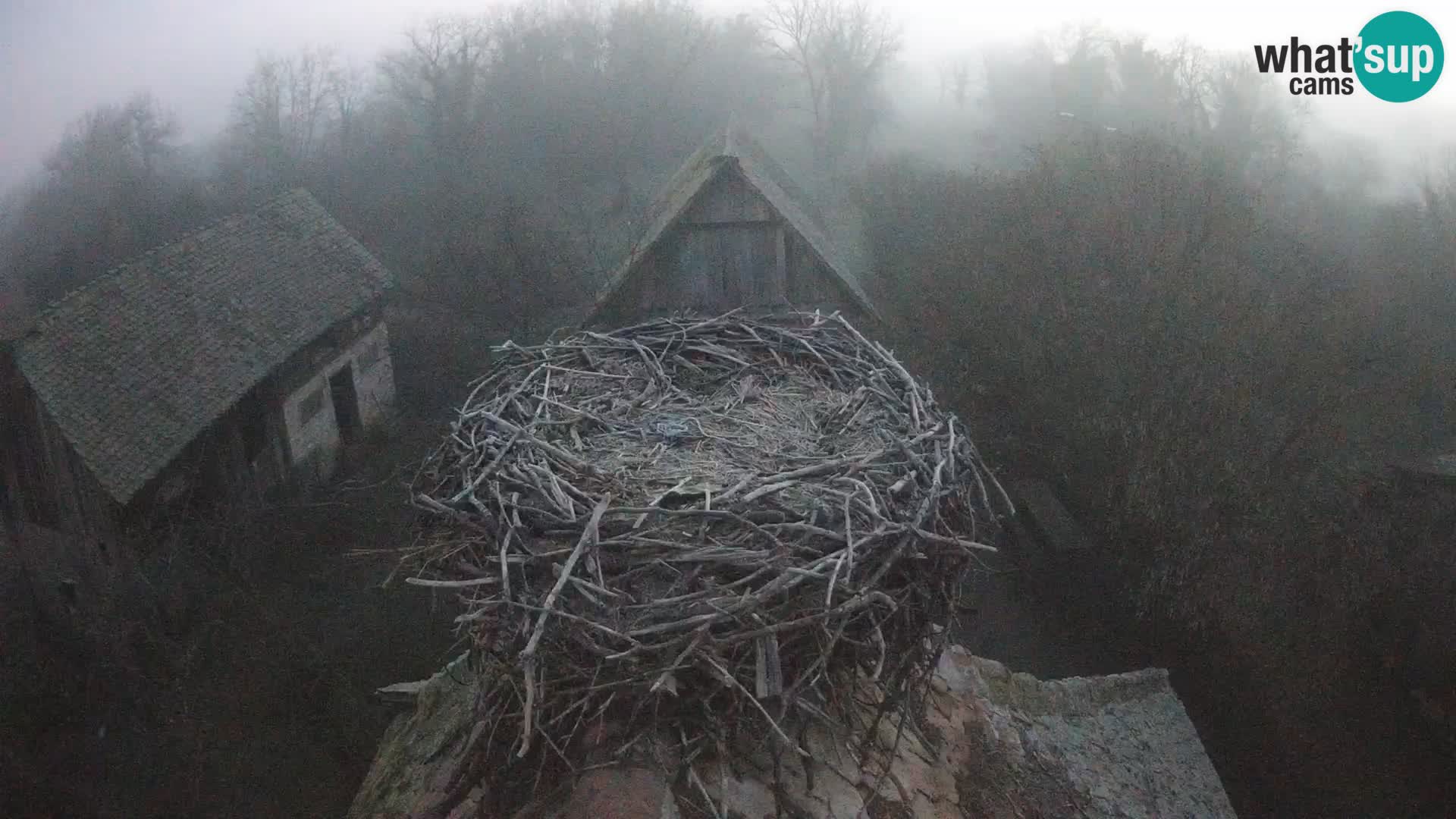 Webcam Europäisches Storchendorf – Naturpark Lonjsko polje
