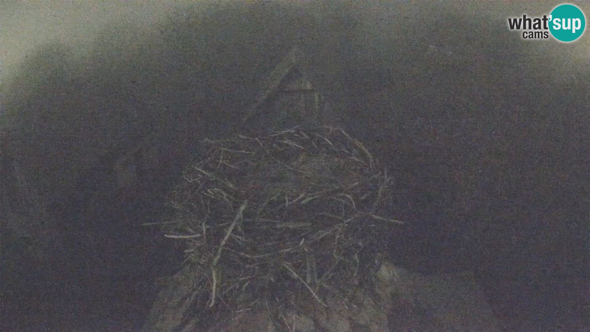 Villaggio delle cicogne europee webcam Parco naturale di Lonjsko polje