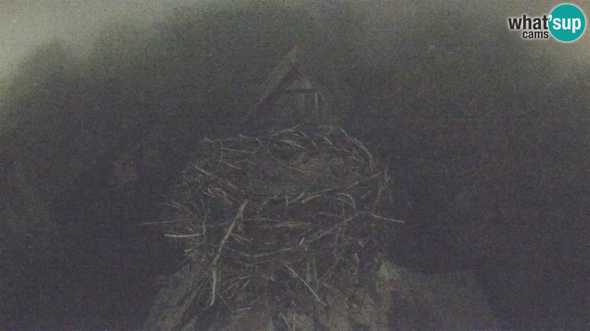 Village européen de cigognes webcam Parc naturel de Lonjsko polje